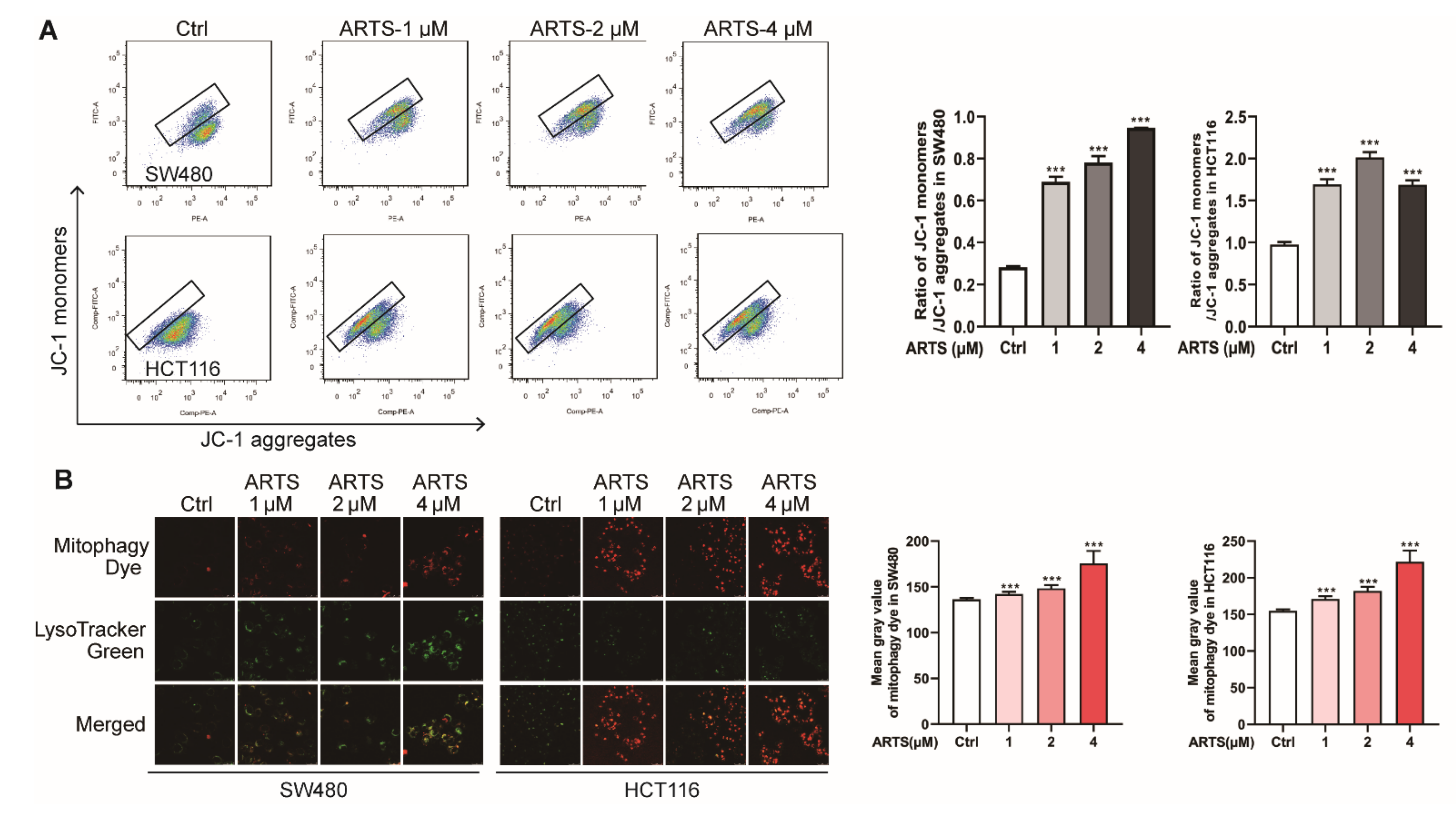 Cells 11 02472 g004