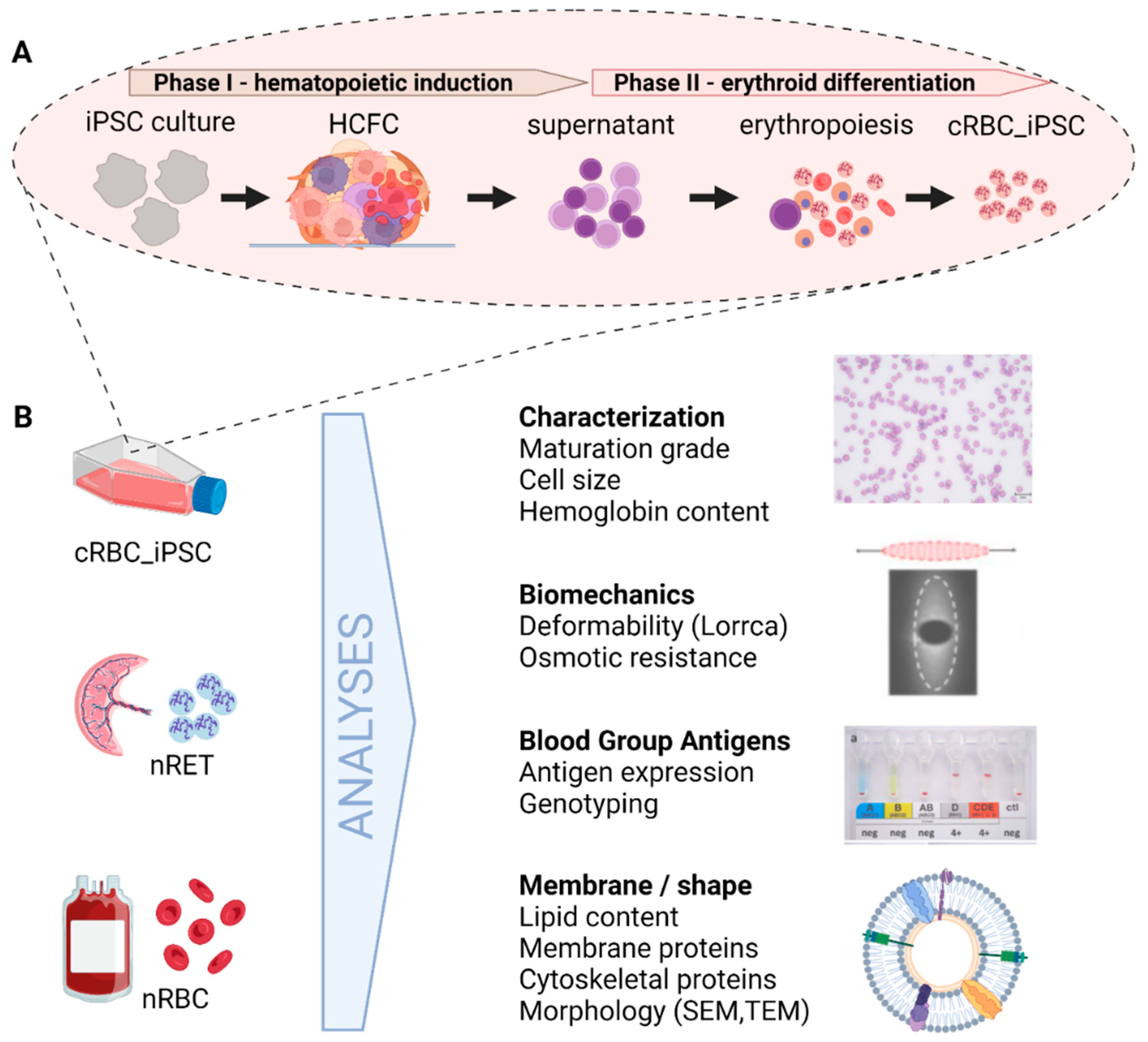 Cells | Free Full-Text | Membrane Properties of Human Induced Pluripotent  Stem Cell-Derived Cultured Red Blood Cells