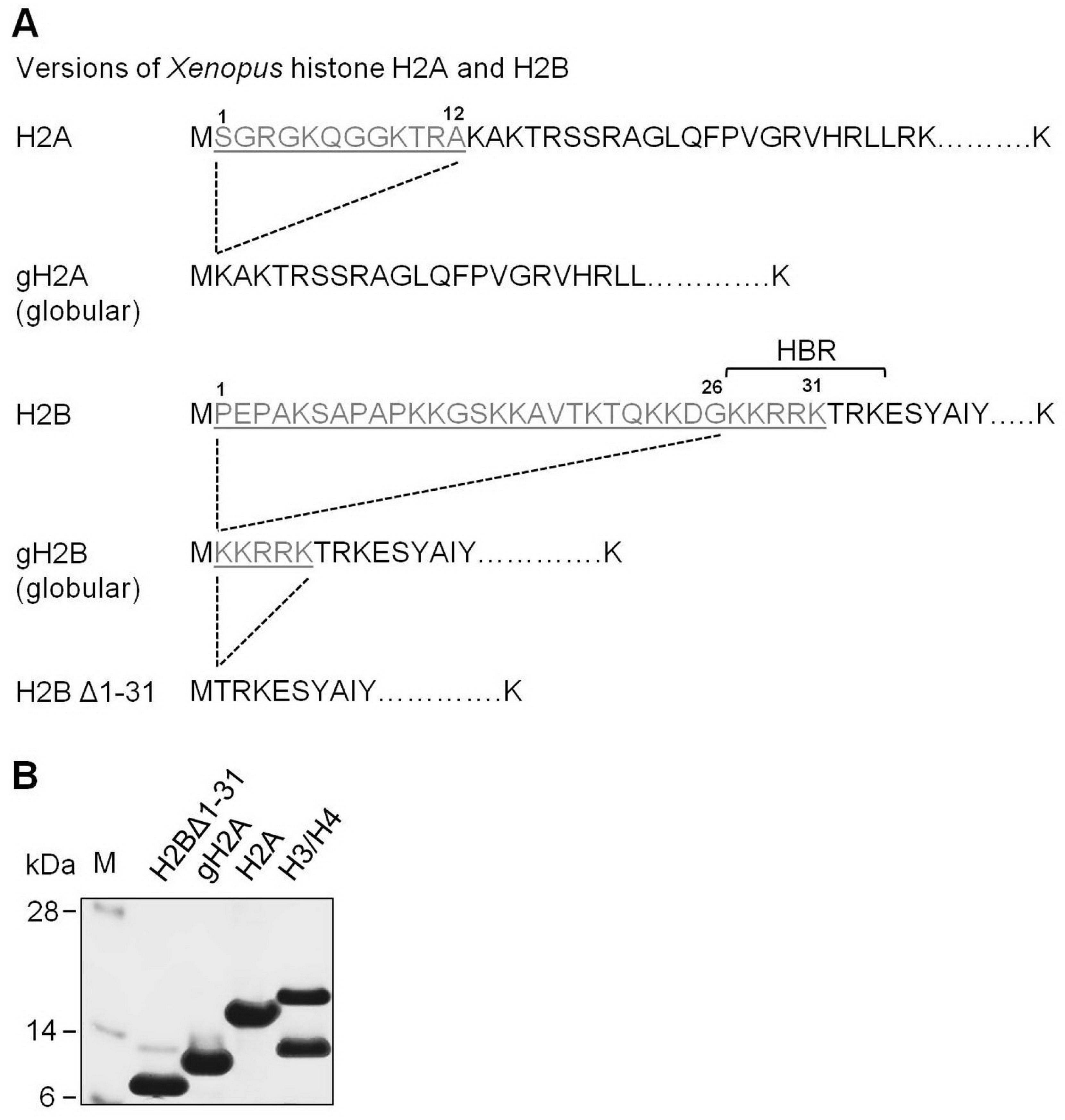 Cells 11 02475 g001 Cells 11 02475 g001