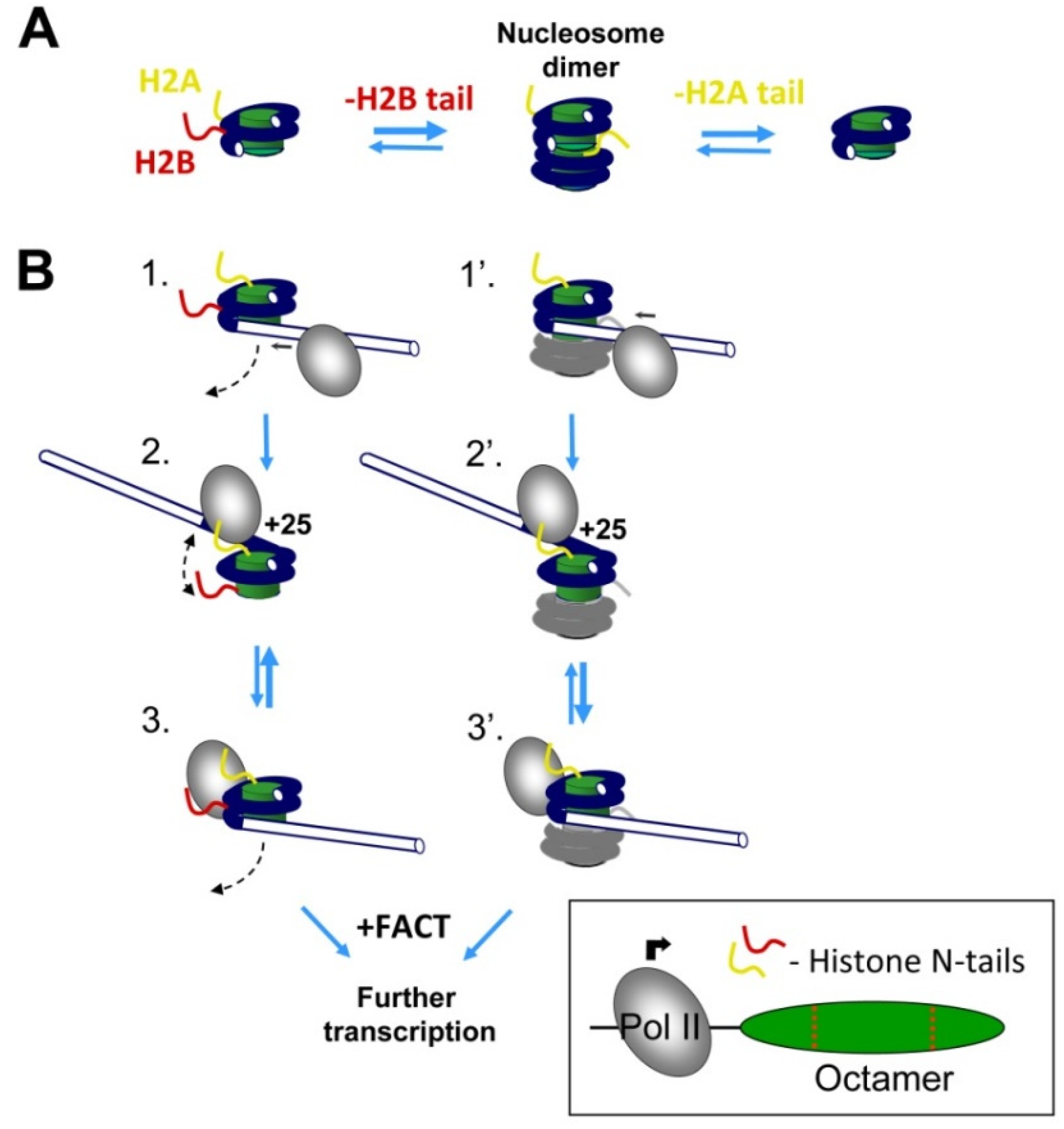 Cells 11 02475 g006 Cells 11 02475 g006