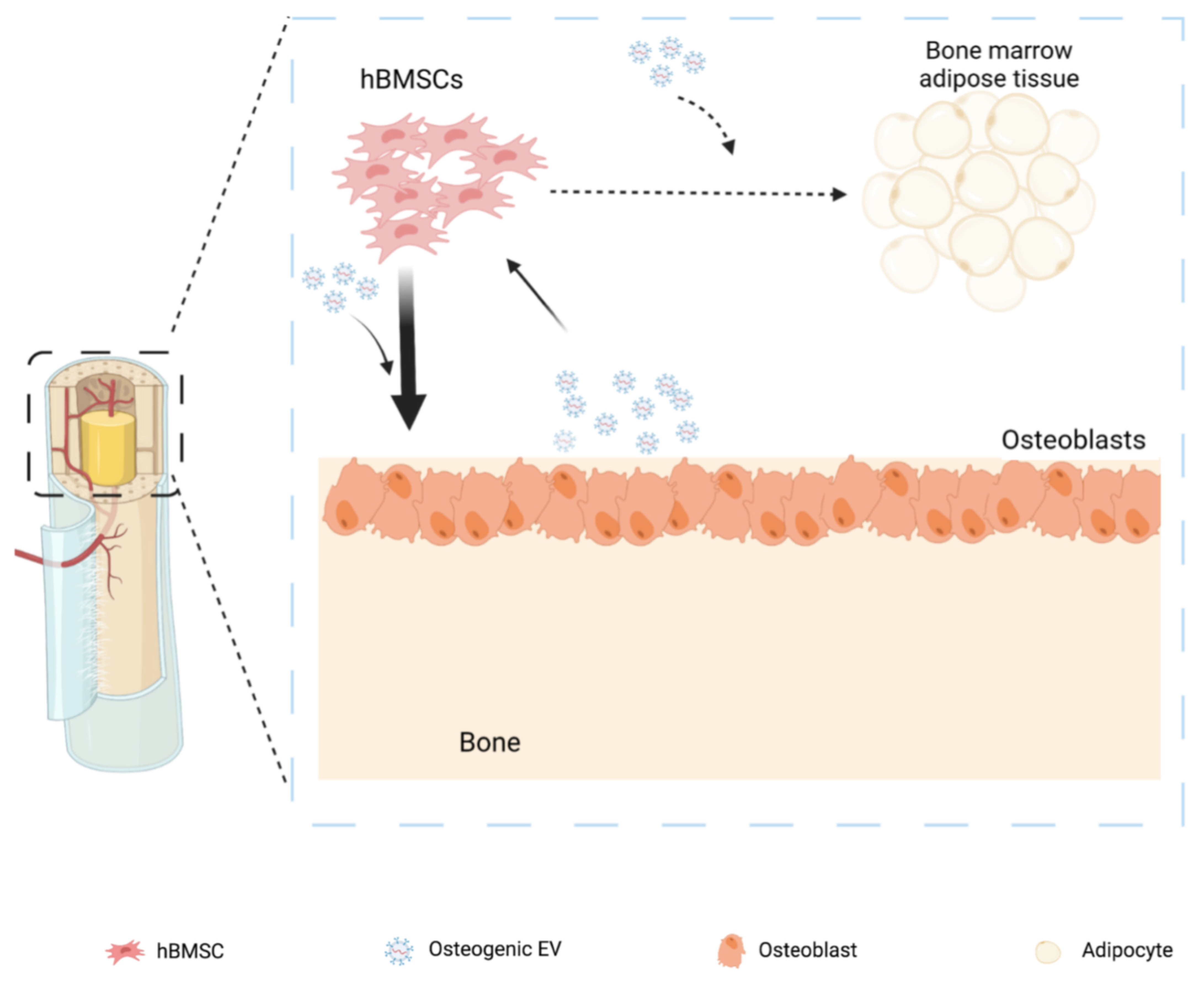 Cells 11 02491 g009 Cells 11 02491 g009