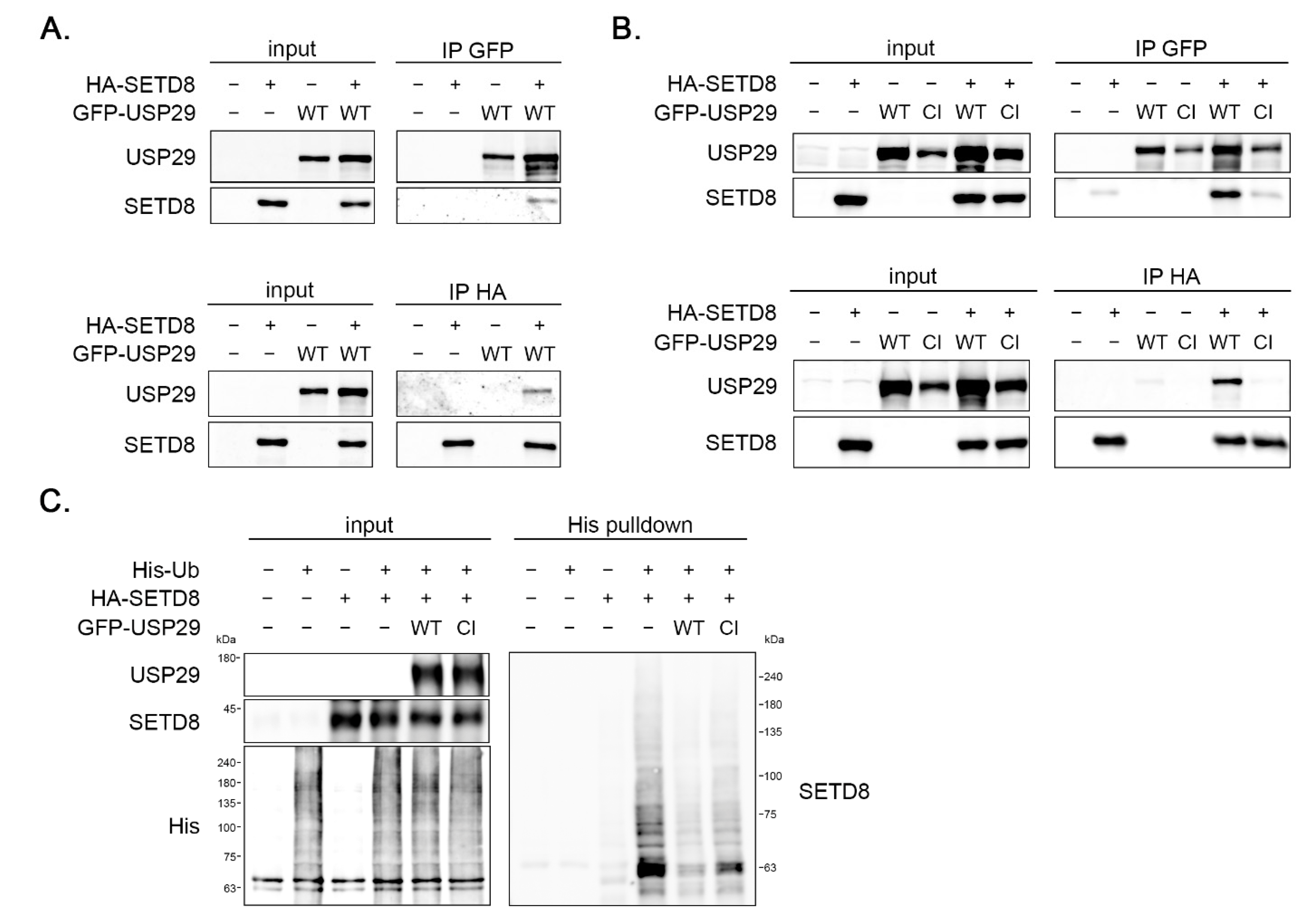 Cells 11 02492 g003 Cells 11 02492 g003
