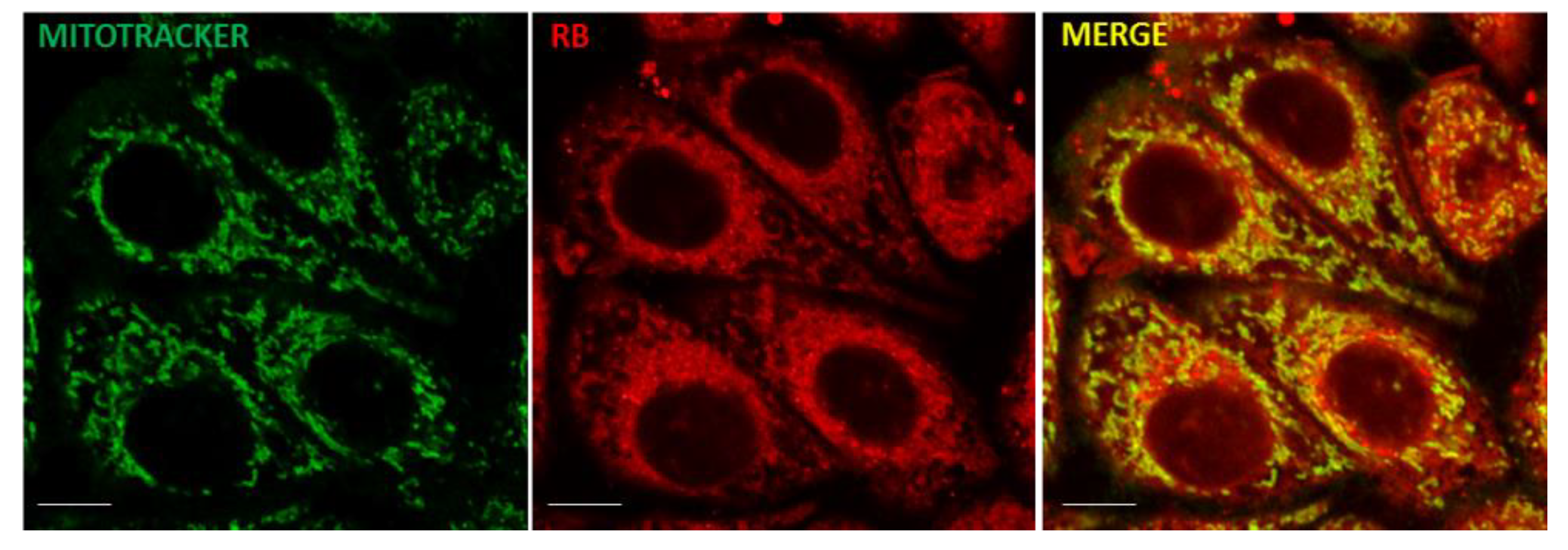 Cells 11 02502 g003 Cells 11 02502 g003