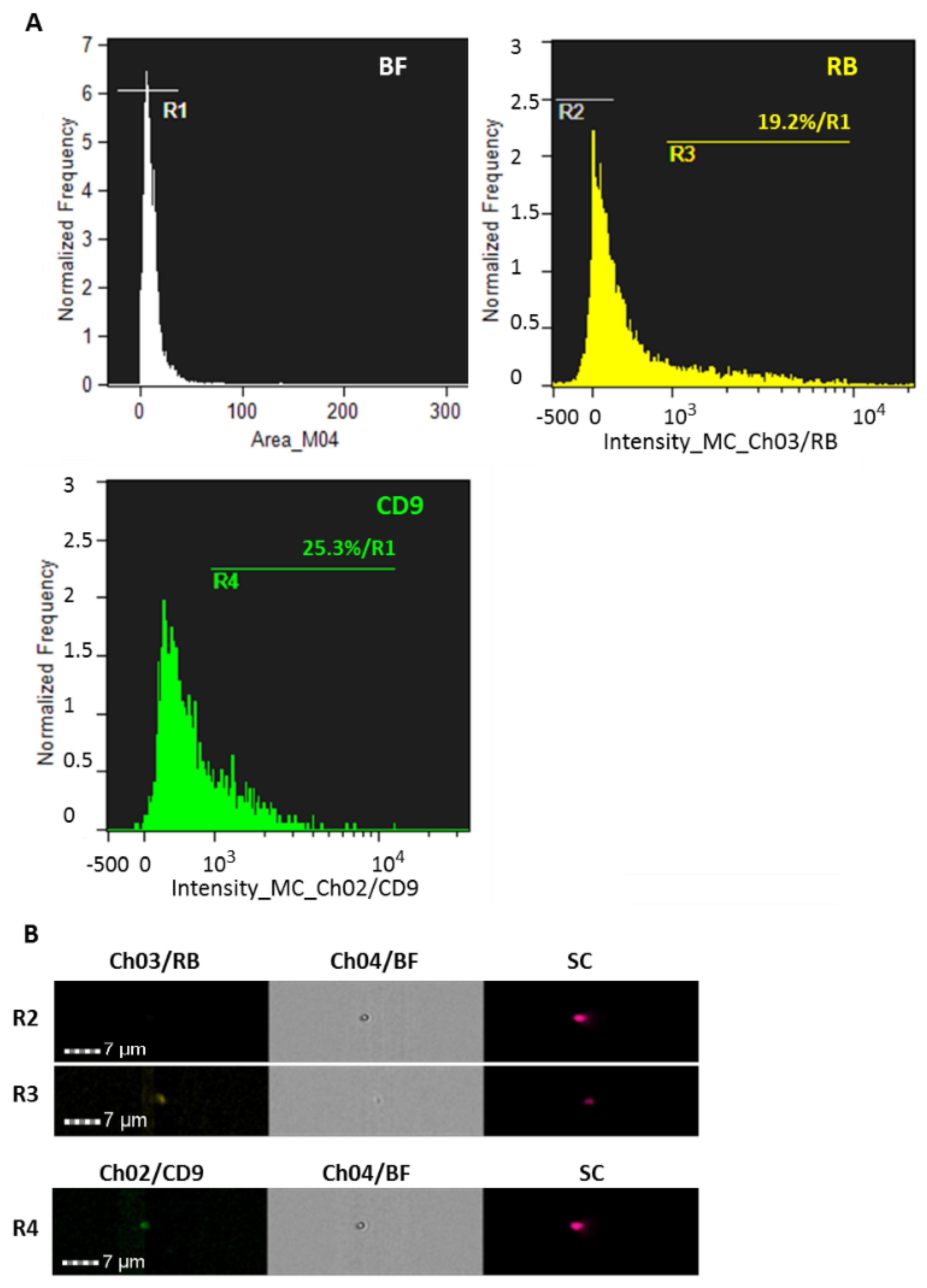 Cells 11 02502 g007 Cells 11 02502 g007