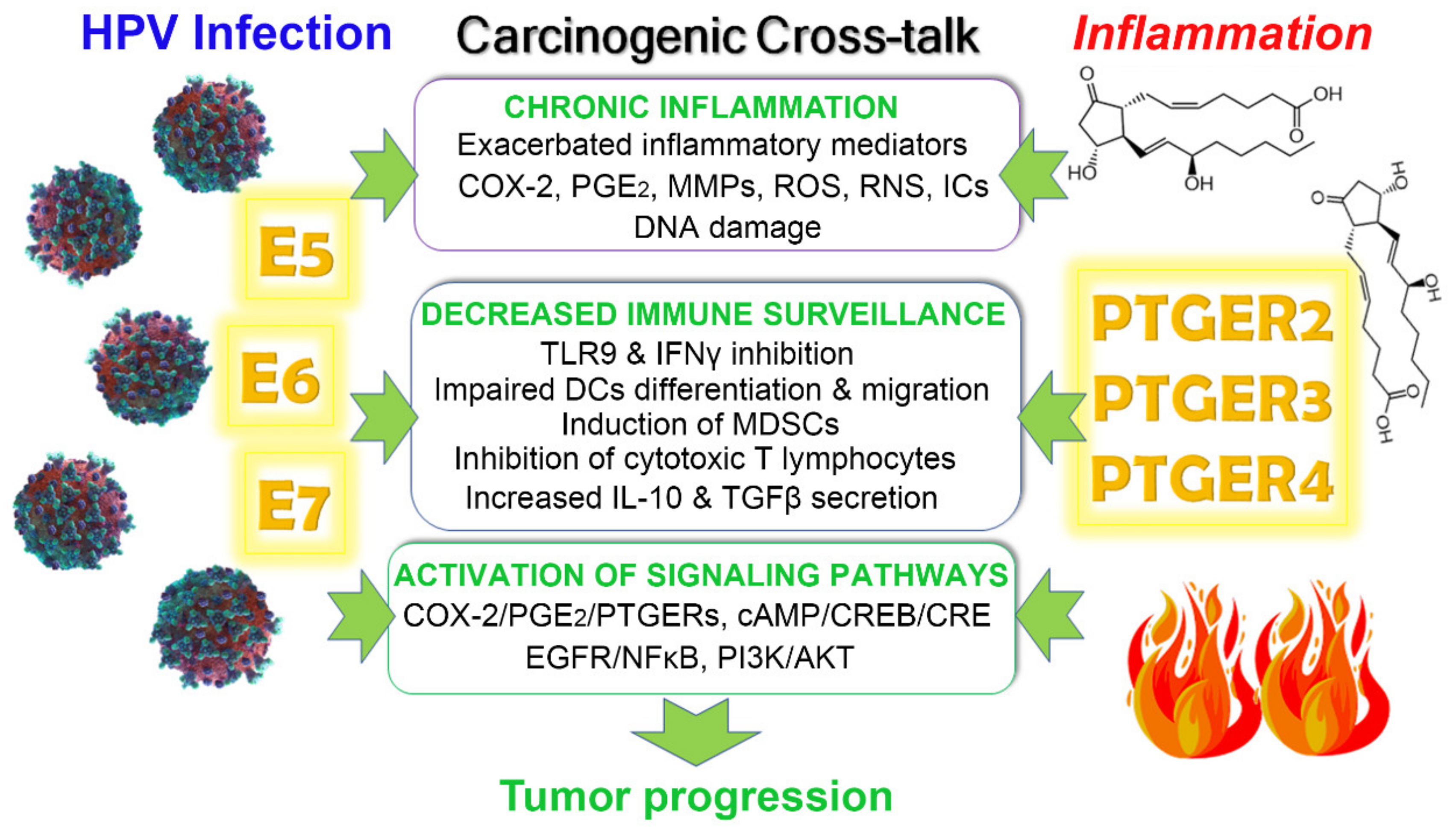 Cells Free Full Text The Interaction Of Human Papillomavirus Infection And Prostaglandin E2 Signaling In Carcinogenesis A Focus On Cervical Cancer Therapeutics Html