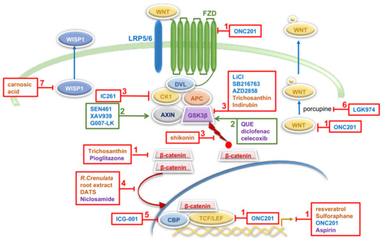 A Cell Type Selective YM155 Prodrug Targets Receptor-Interacting Protein  Kinase 2 to Induce Brain Cancer Cell Death