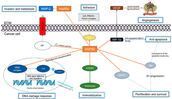 The C-terminal HSP90 inhibitor NCT-58 kills trastuzumab-resistant breast  cancer stem-like cells
