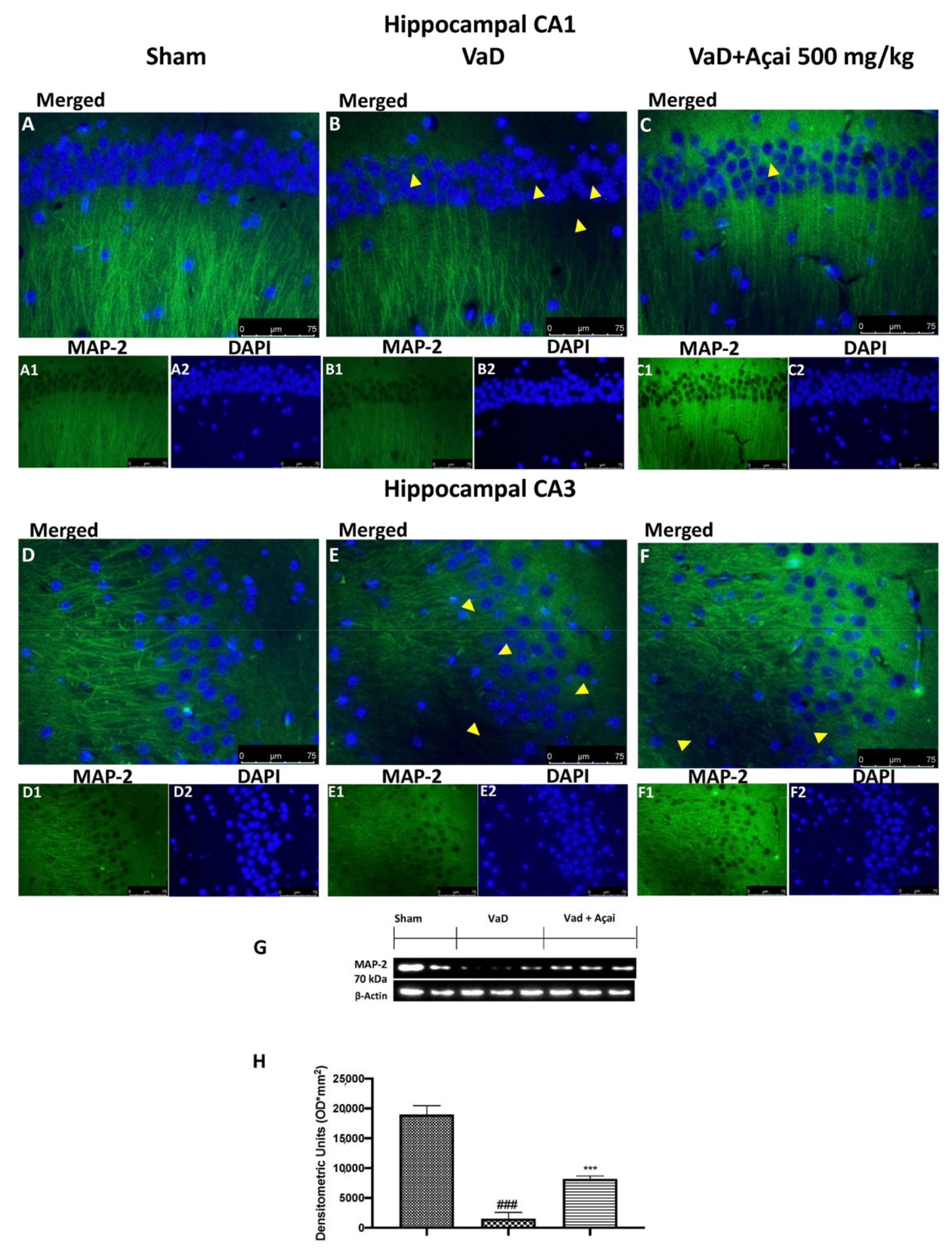 Cells 11 02616 g009 Cells 11 02616 g009