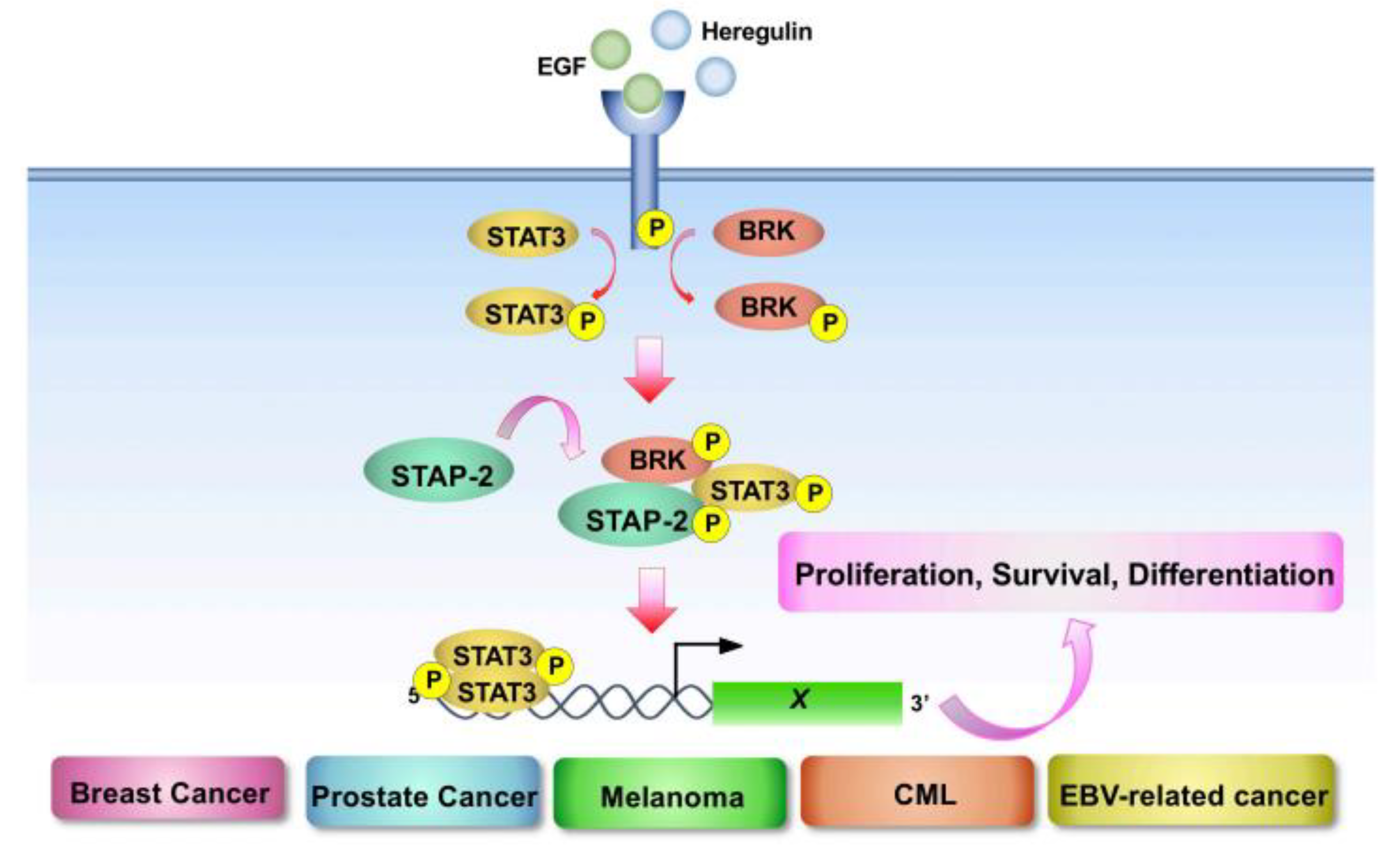 Cells 11 02618 g002 Cells 11 02618 g002