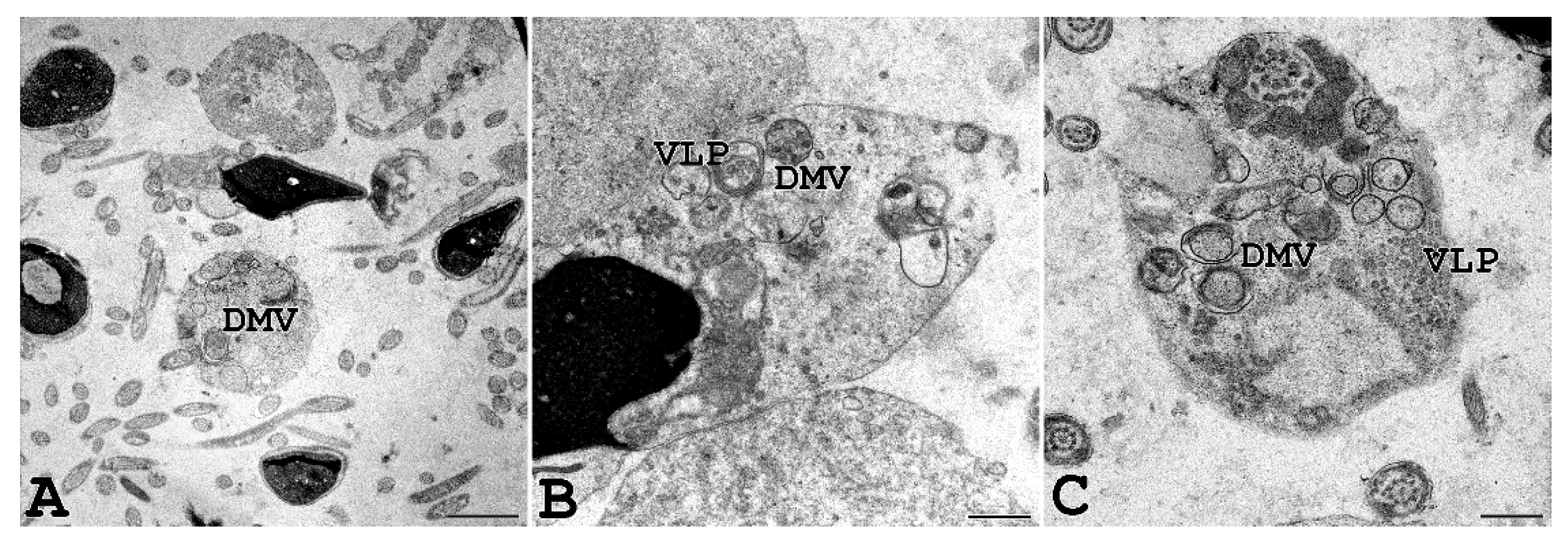 Cells 11 02631 g007