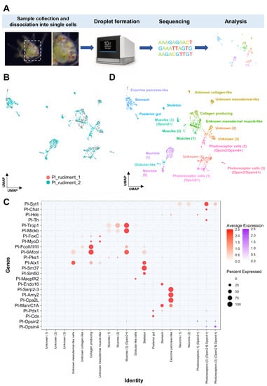 This Deep-Sea Fish Has the Most Types of Opsins Among Vertebrates