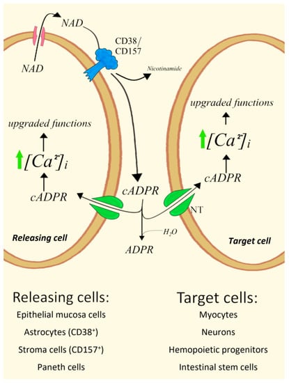 Cells, Free Full-Text