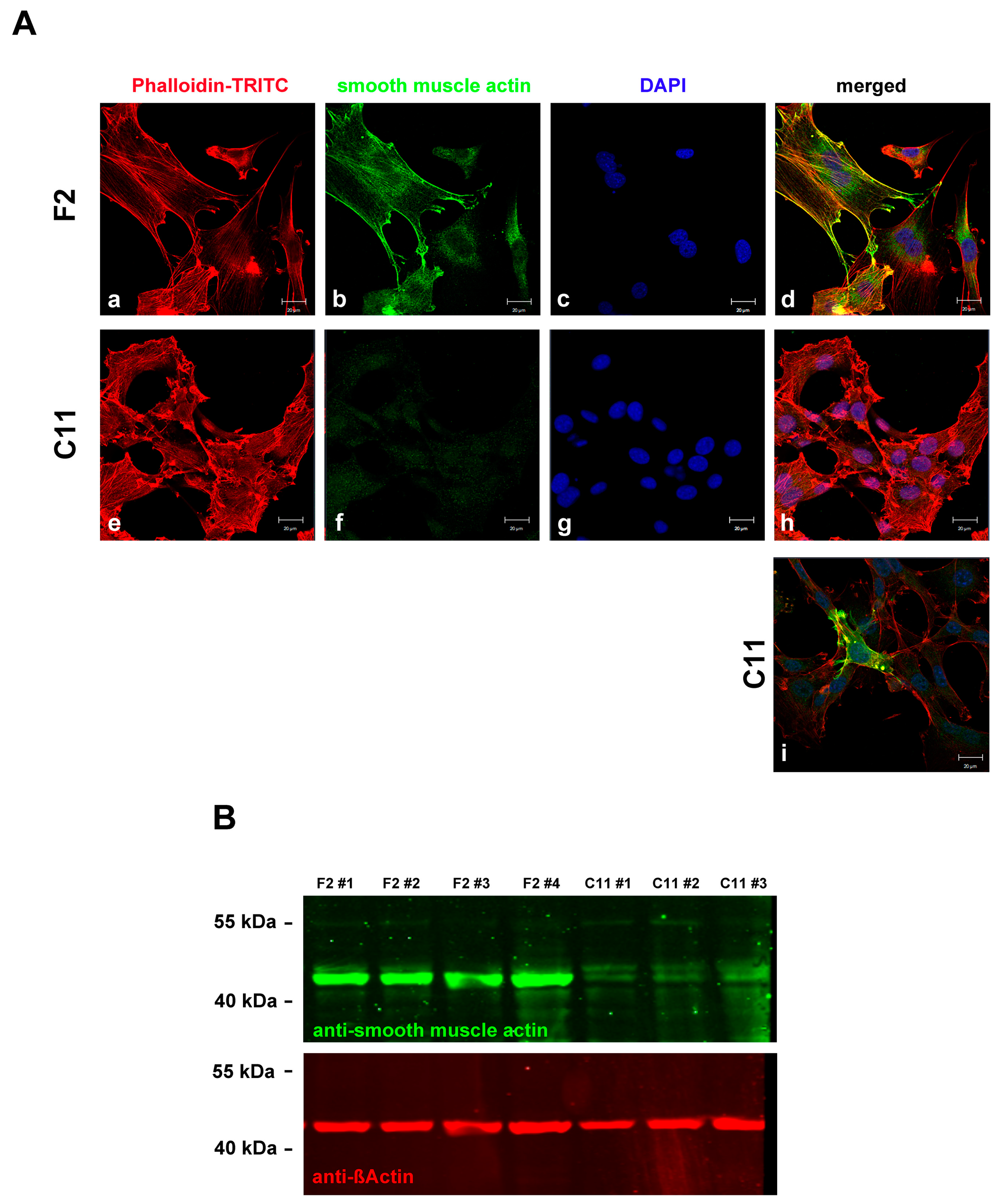 Cells 11 02677 g004