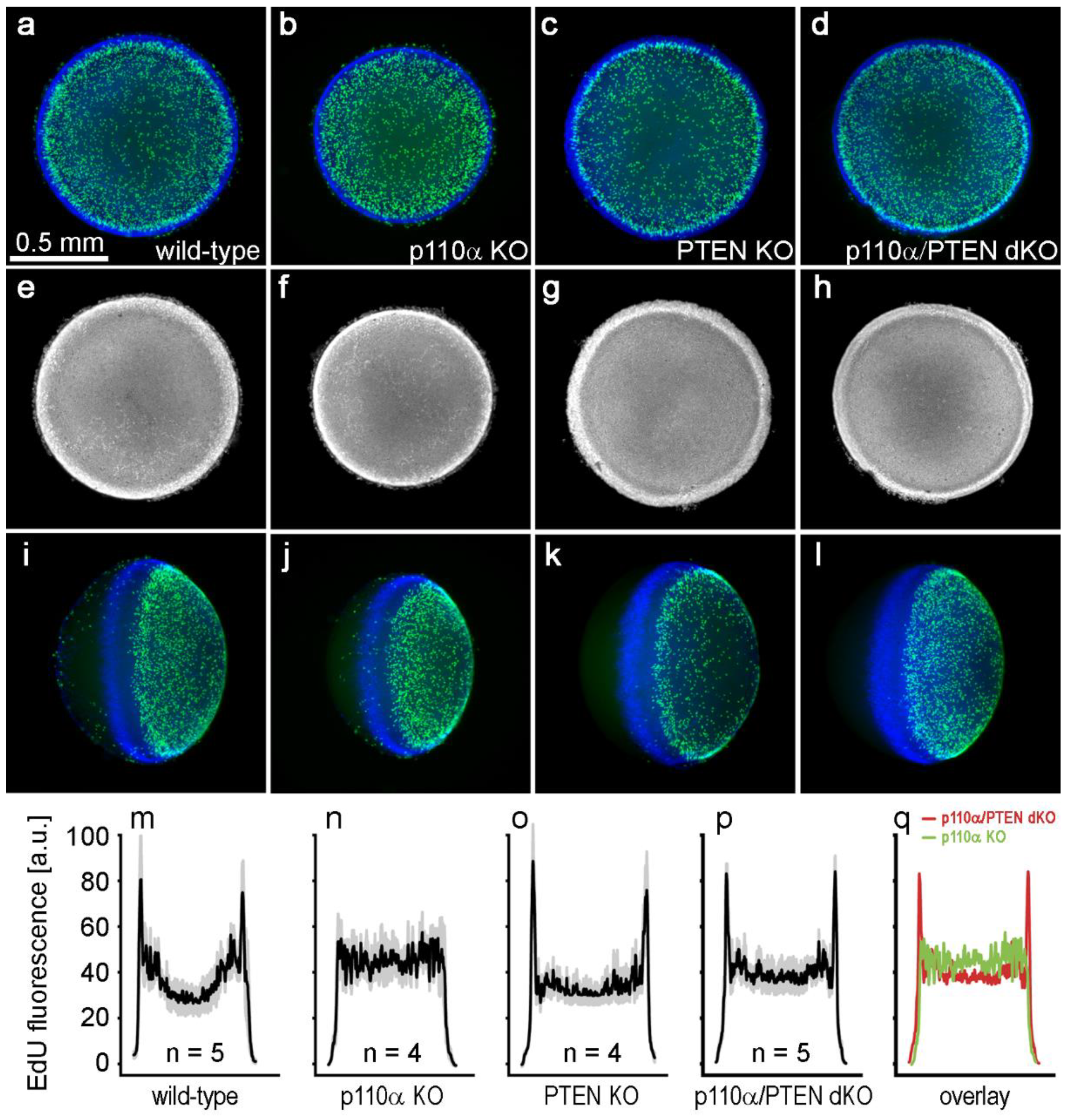 Cells 11 02708 g004 Cells 11 02708 g004