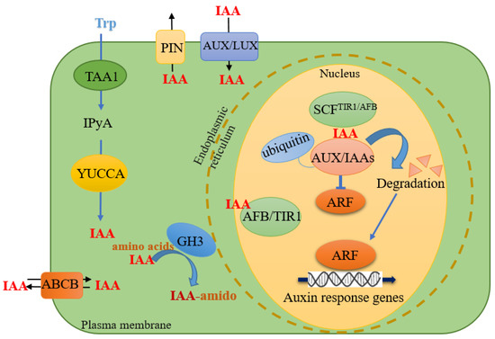 excess auxin