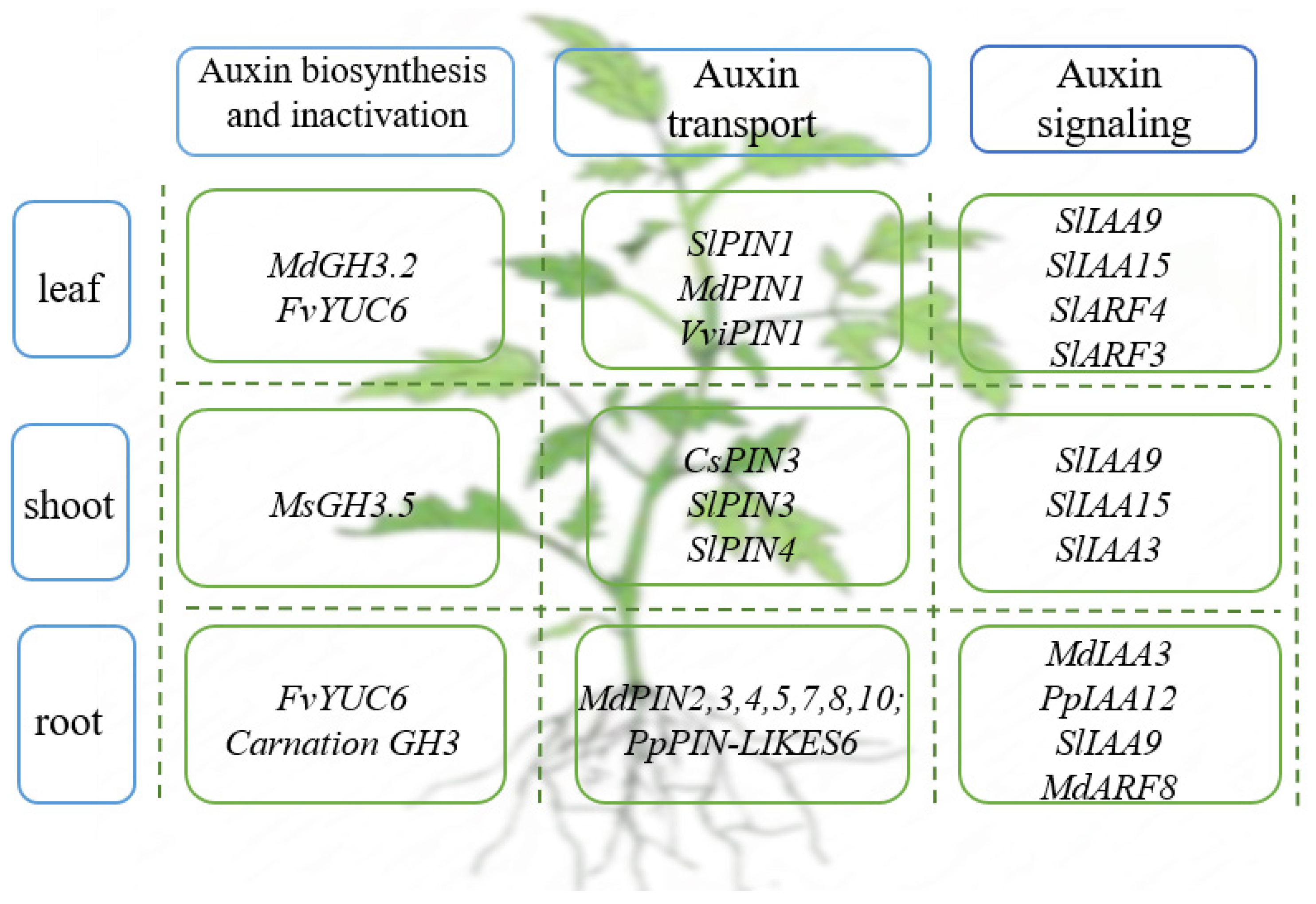 Cells | Free Full-Text | Roles Of Auxin In The Growth, Development, And ...