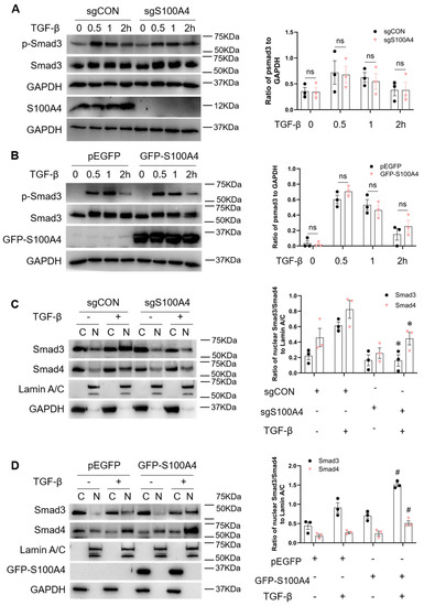 Cells | Free Full-Text | Pharmacological Inhibition of S100A4