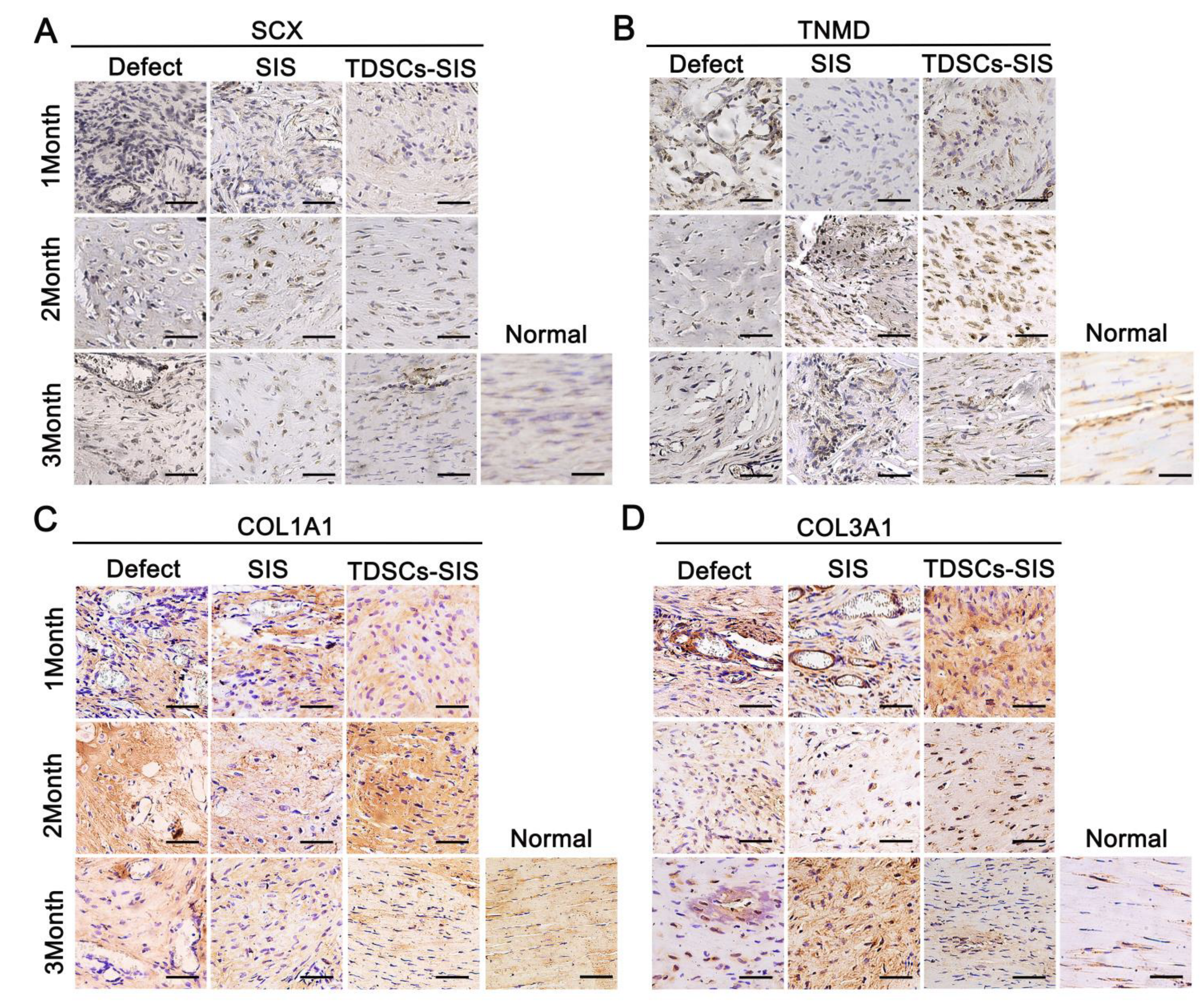 Cells 11 02770 g006