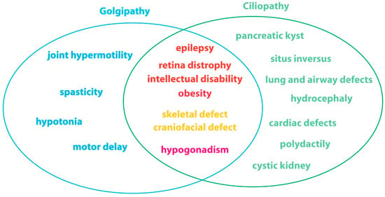 Cells | Free Full-Text | Golgi Dysfunctions in Ciliopathies