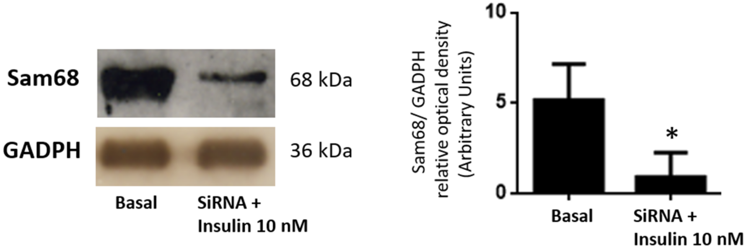Cells 11 02821 g002 Cells 11 02821 g002