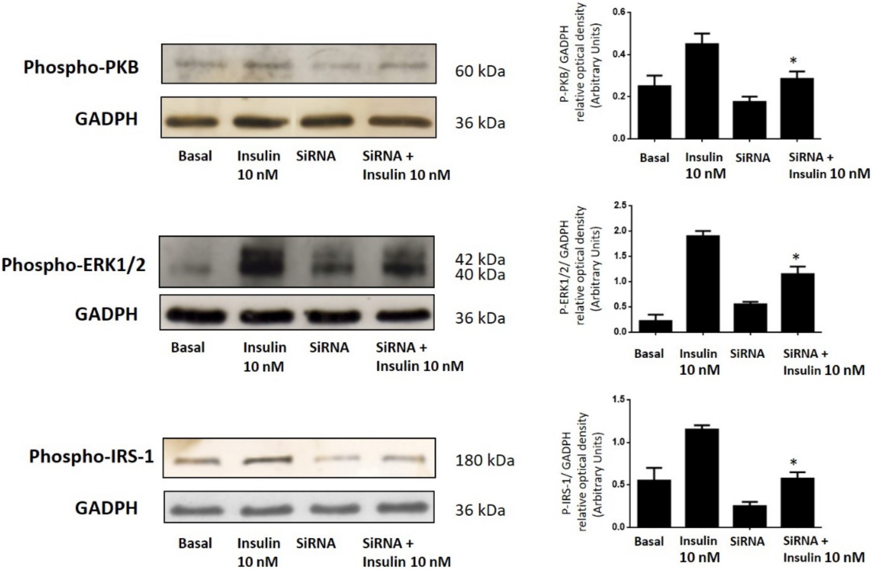 Cells 11 02821 g003 Cells 11 02821 g003