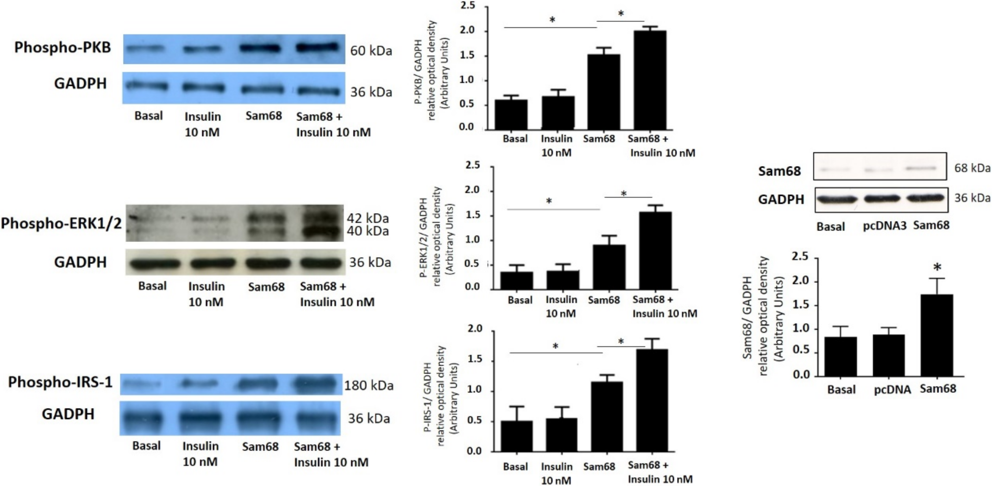 Cells 11 02821 g005 Cells 11 02821 g005