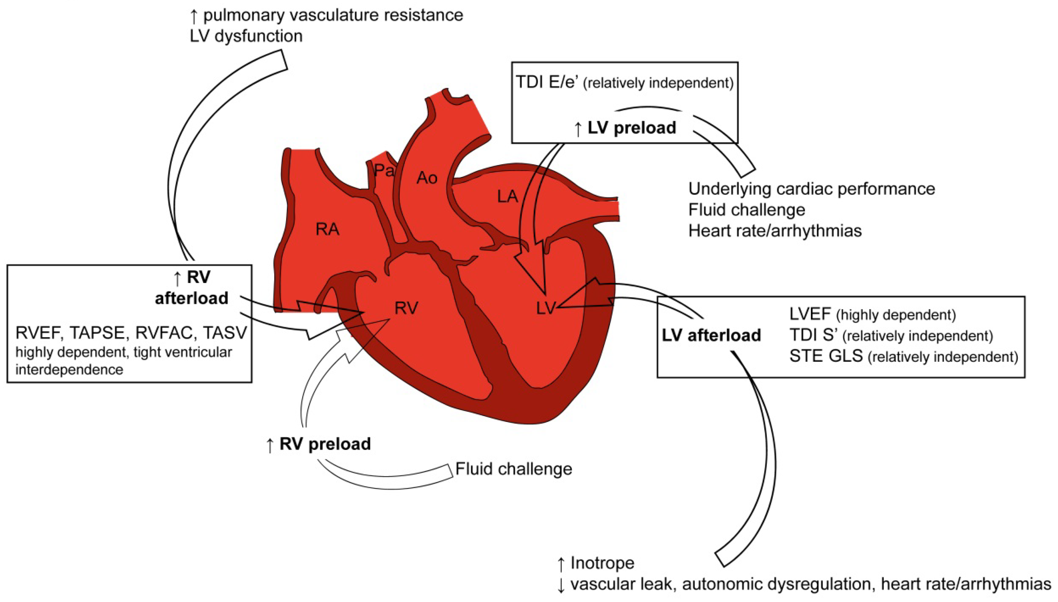 Left ventricular systolic function evaluated by strain echocardiography and  relationship with mortality in patients with severe sepsis or septic shock:  a systematic review and meta-analysis, Critical Care