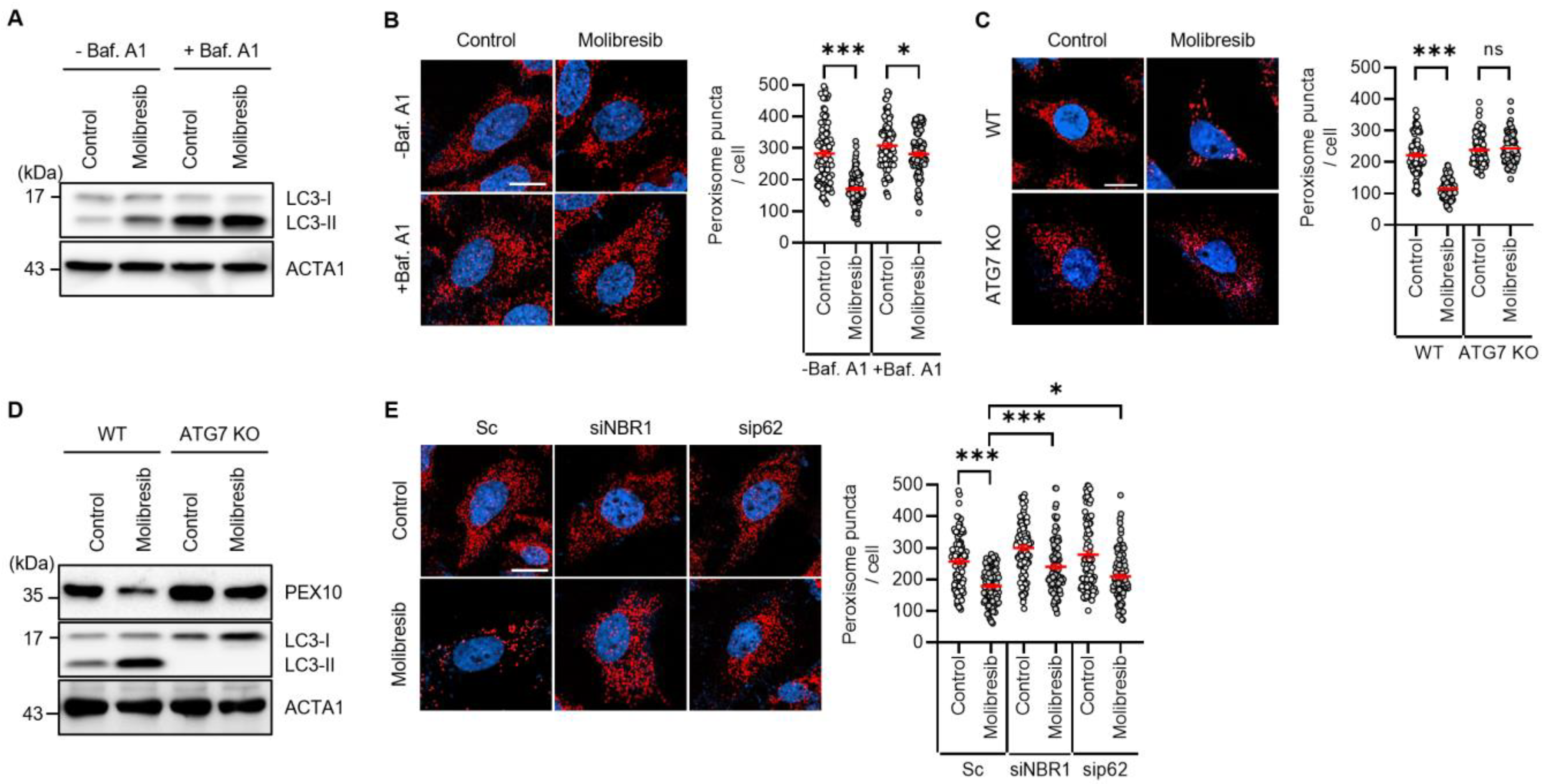 Cells 11 02839 g002