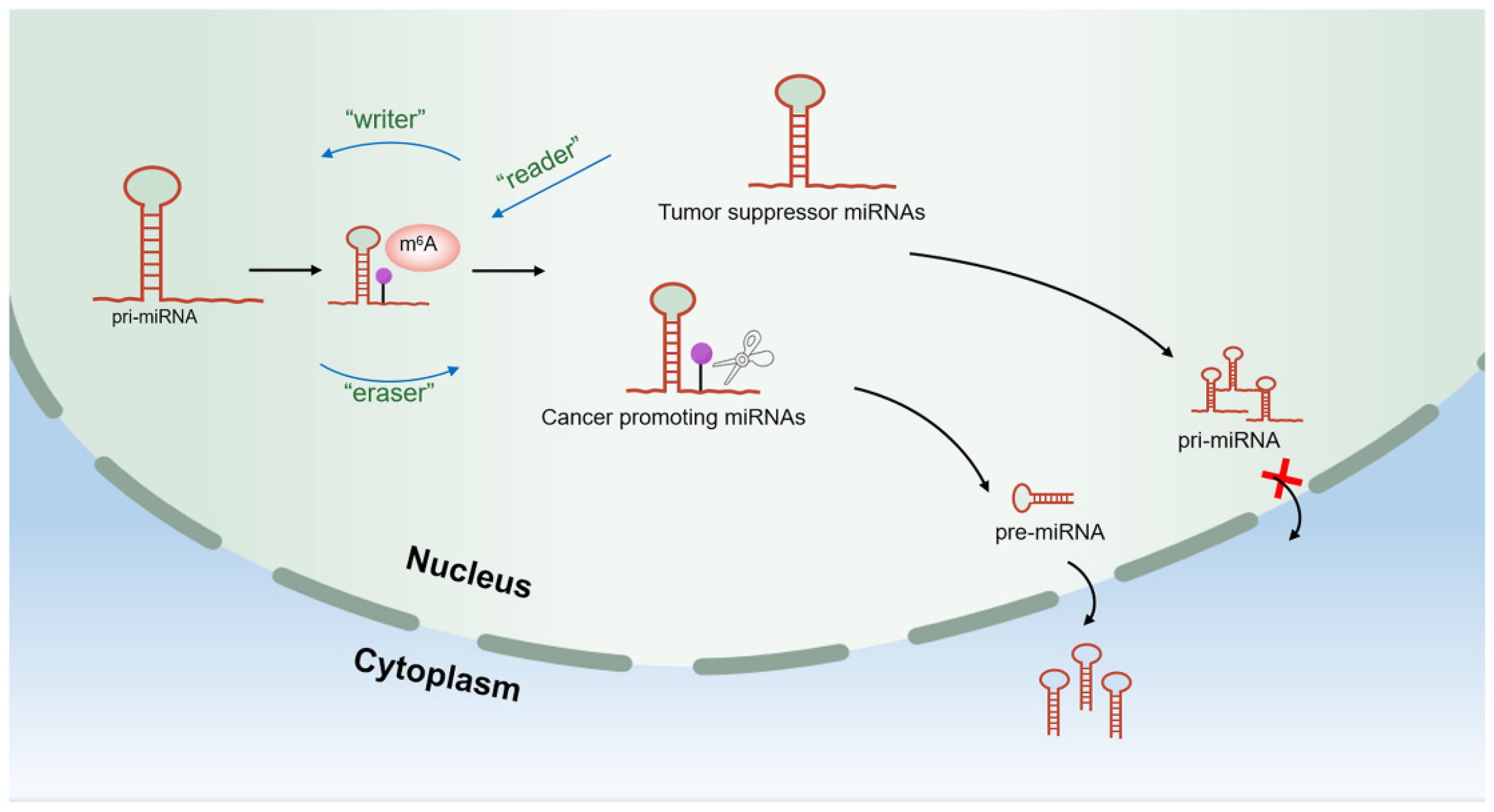 Cells 11 02852 g004 Cells 11 02852 g004