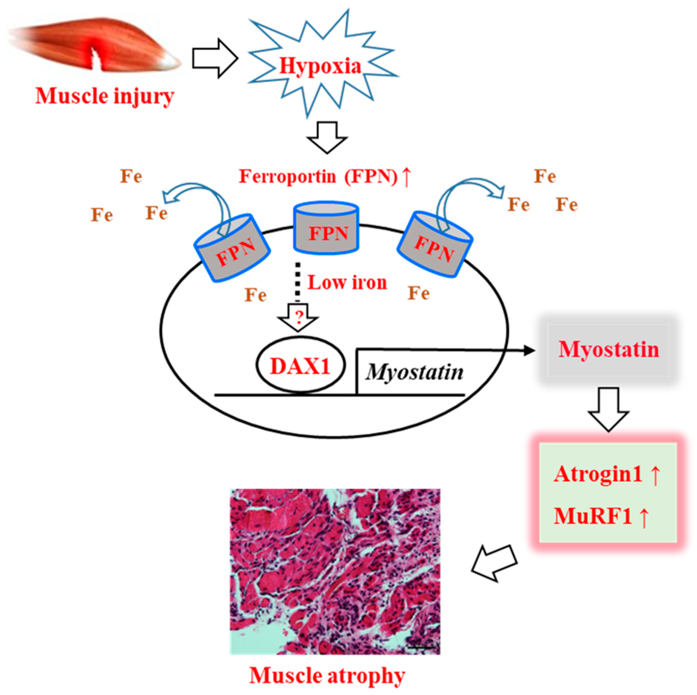 Cells | Free Full-Text | A Novel Muscle Atrophy Mechanism: Myocyte ...