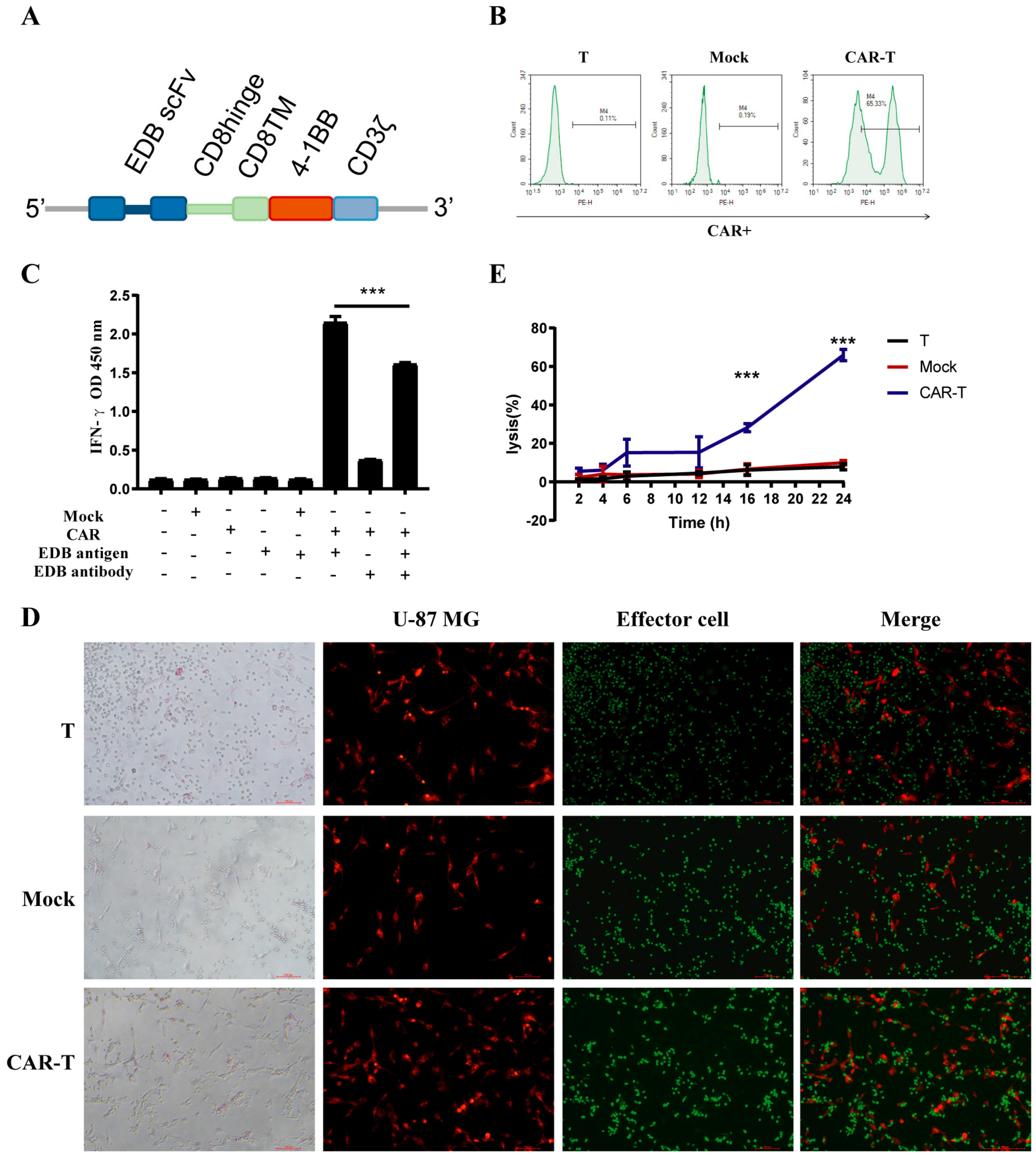 Cells 11 02863 g002