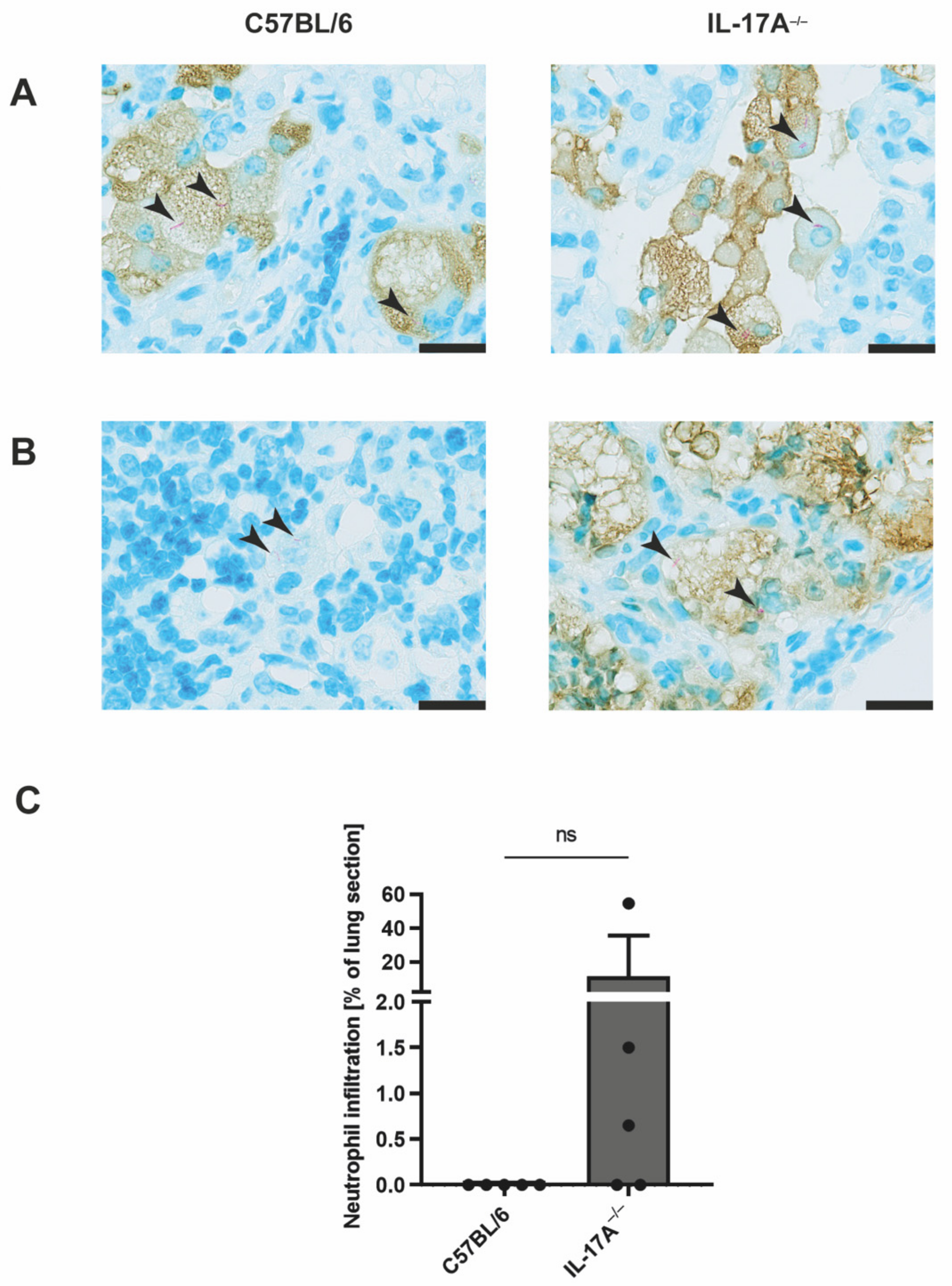 Cells 11 02875 g003