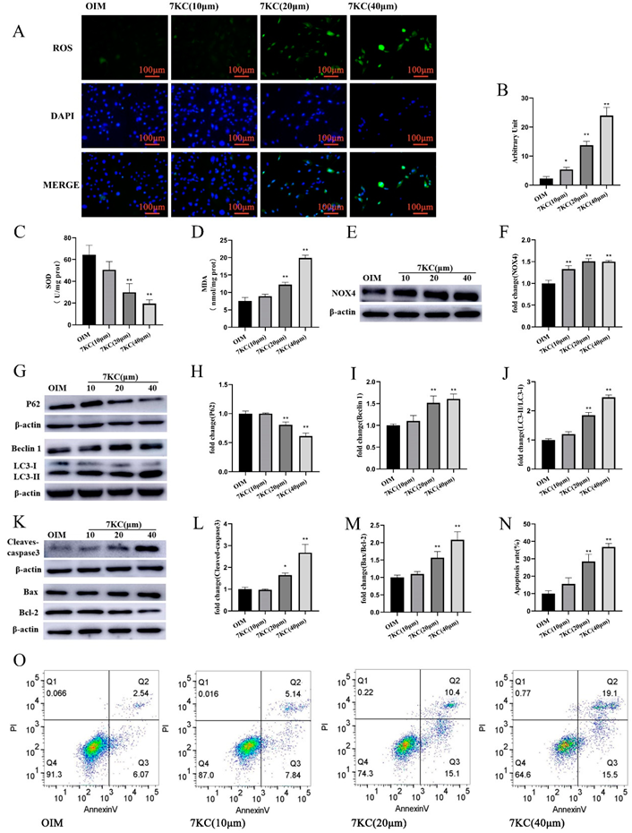 Cells 11 02882 g003