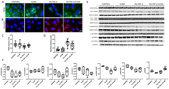 https://www.mdpi.com/cells/cells-11-02891/article_deploy/html/images/cells-11-02891-g006-550.jpg