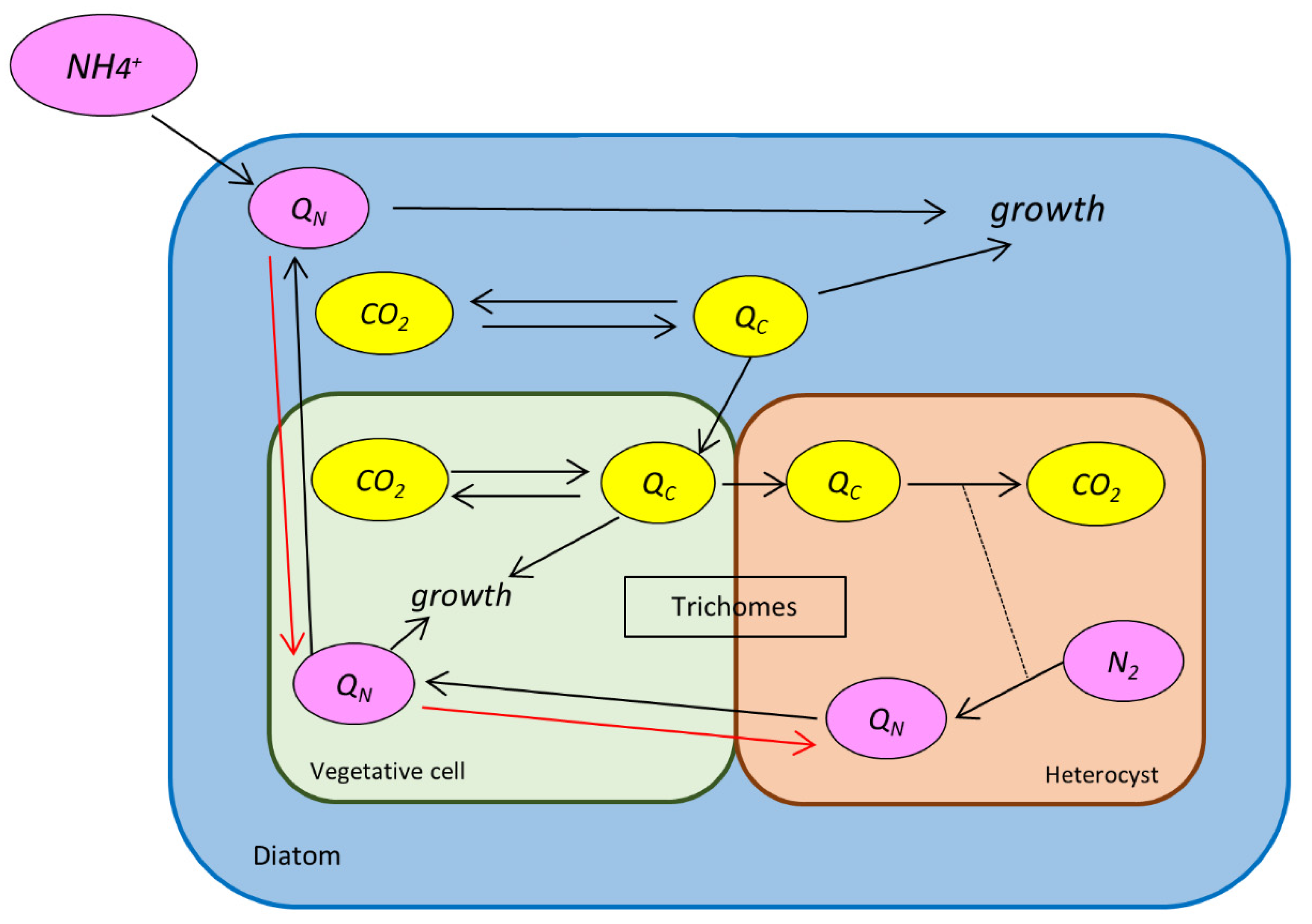 Cells | Free Full-Text | Low-Ammonium Environment Increases the Nutrient  Exchange between Diatom&ndash;Diazotroph Association Cells and Facilitates  Photosynthesis and N2 Fixation&mdash;a Mechanistic Modeling Analysis | HTML