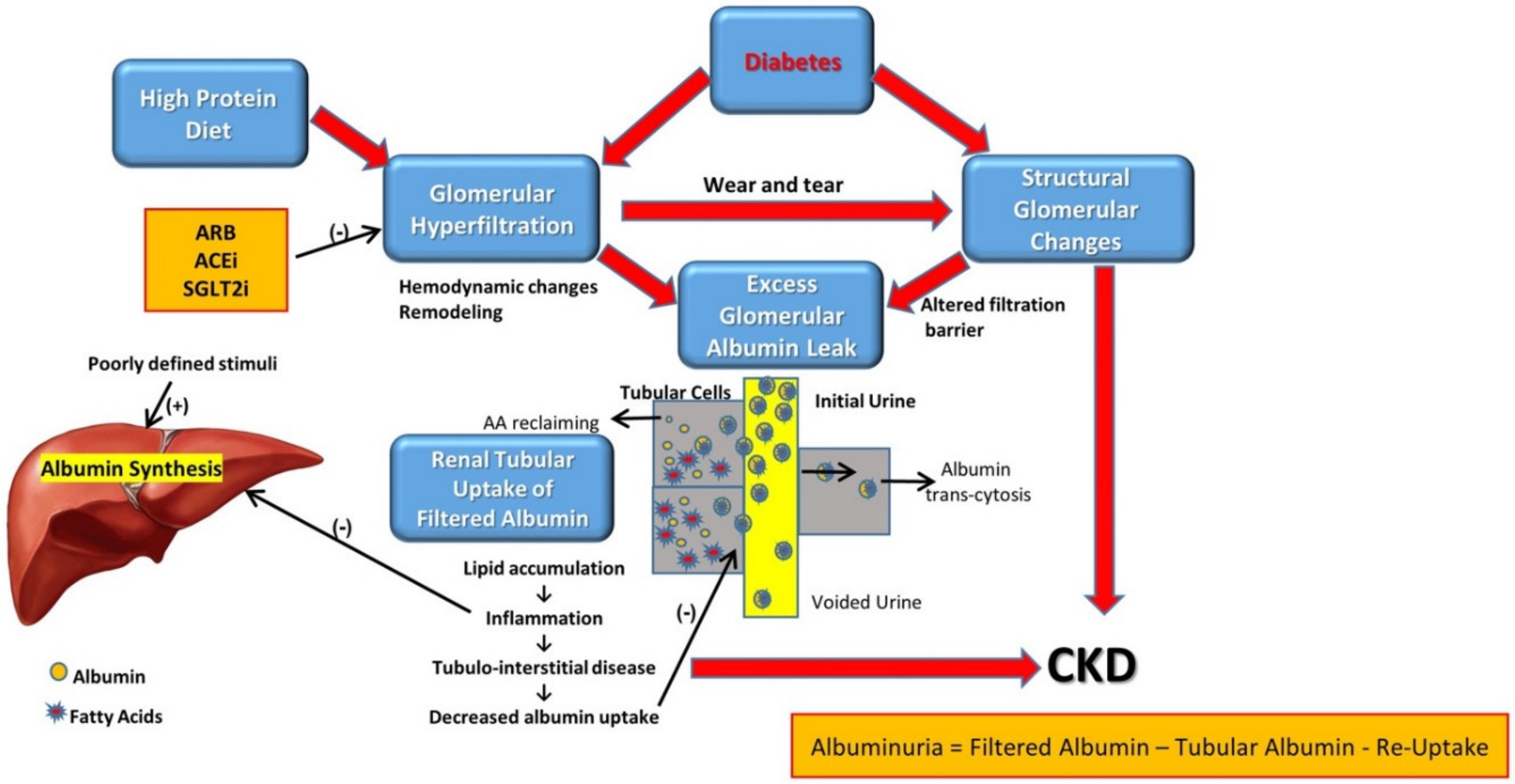 Cells | Free Full-Text | Diabetic Proteinuria Revisited: Updated  Physiologic Perspectives