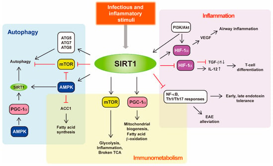 S. Typhimurium evades autophagy by disrupting Sirt1-dependent AMPK