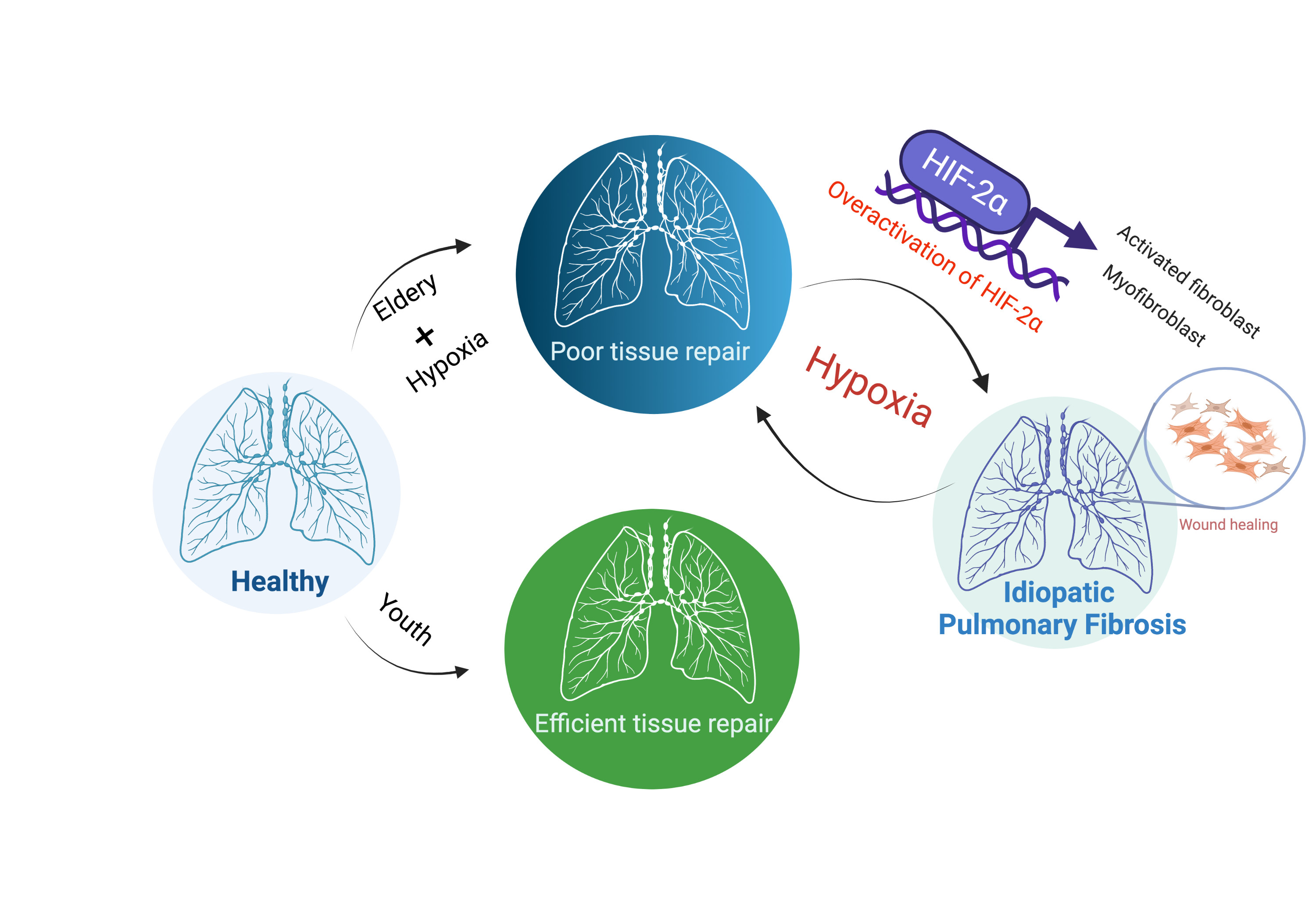 Cells | Free Full-Text | Functional Repercussions Of Hypoxia-Inducible ...