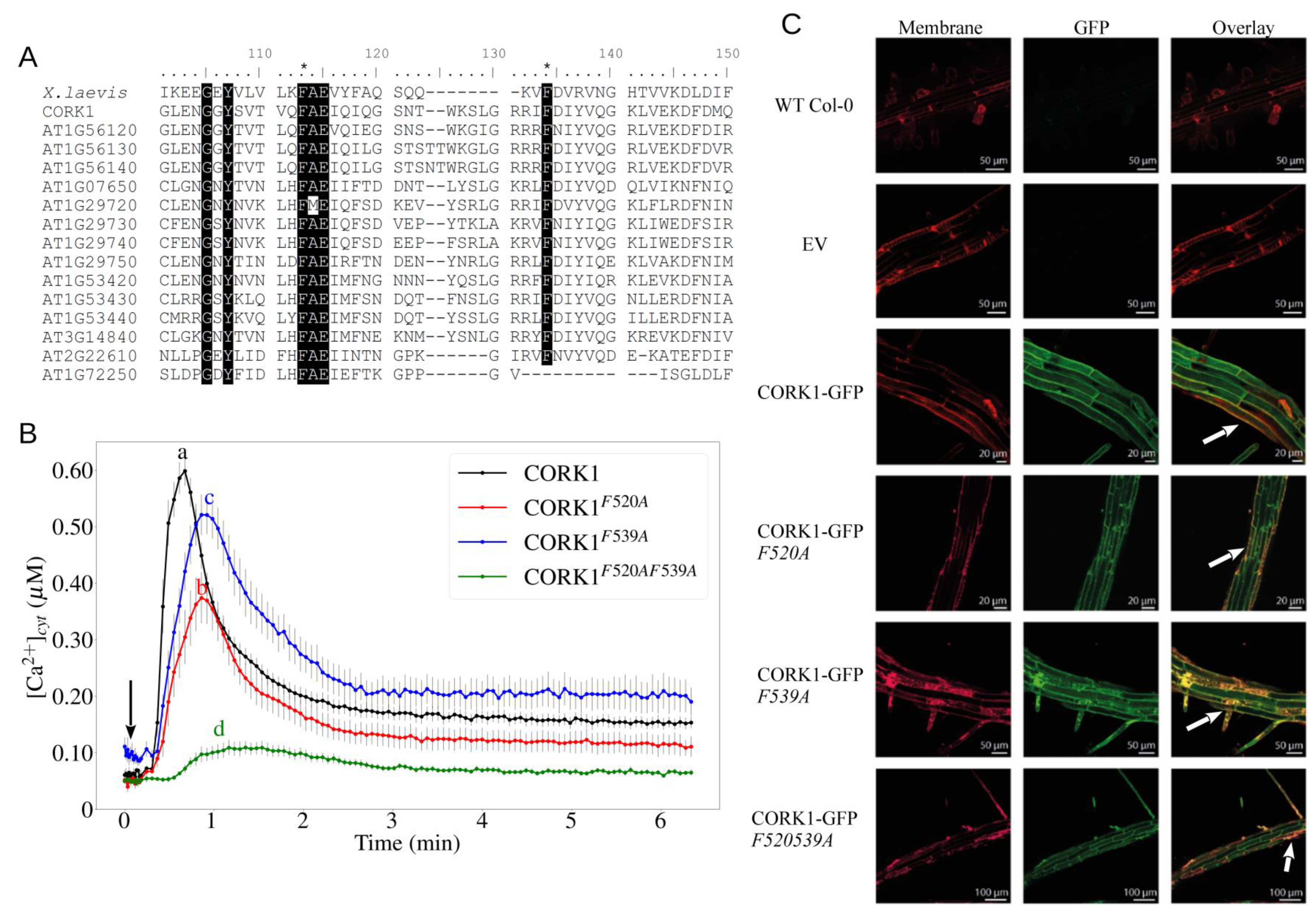 Cells 11 02960 g006a Cells 11 02960 g006a