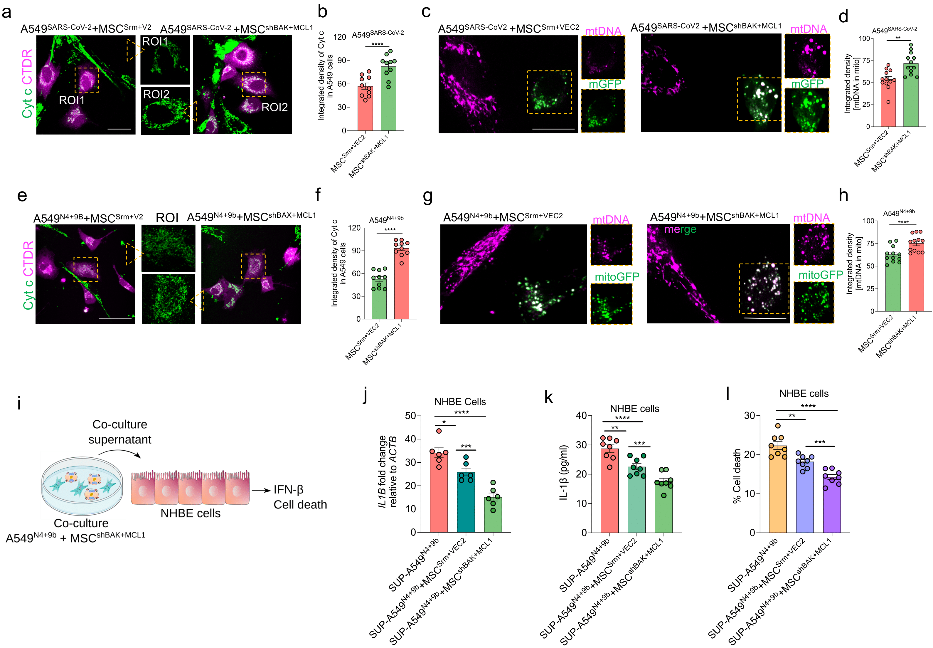 Cells 11 02969 g008 Cells 11 02969 g008