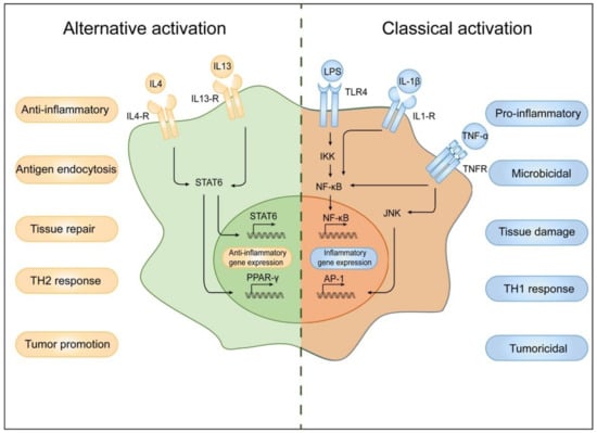 Cells | Free Full-Text | Macrophages, Chronic Inflammation, and Insulin  Resistance
