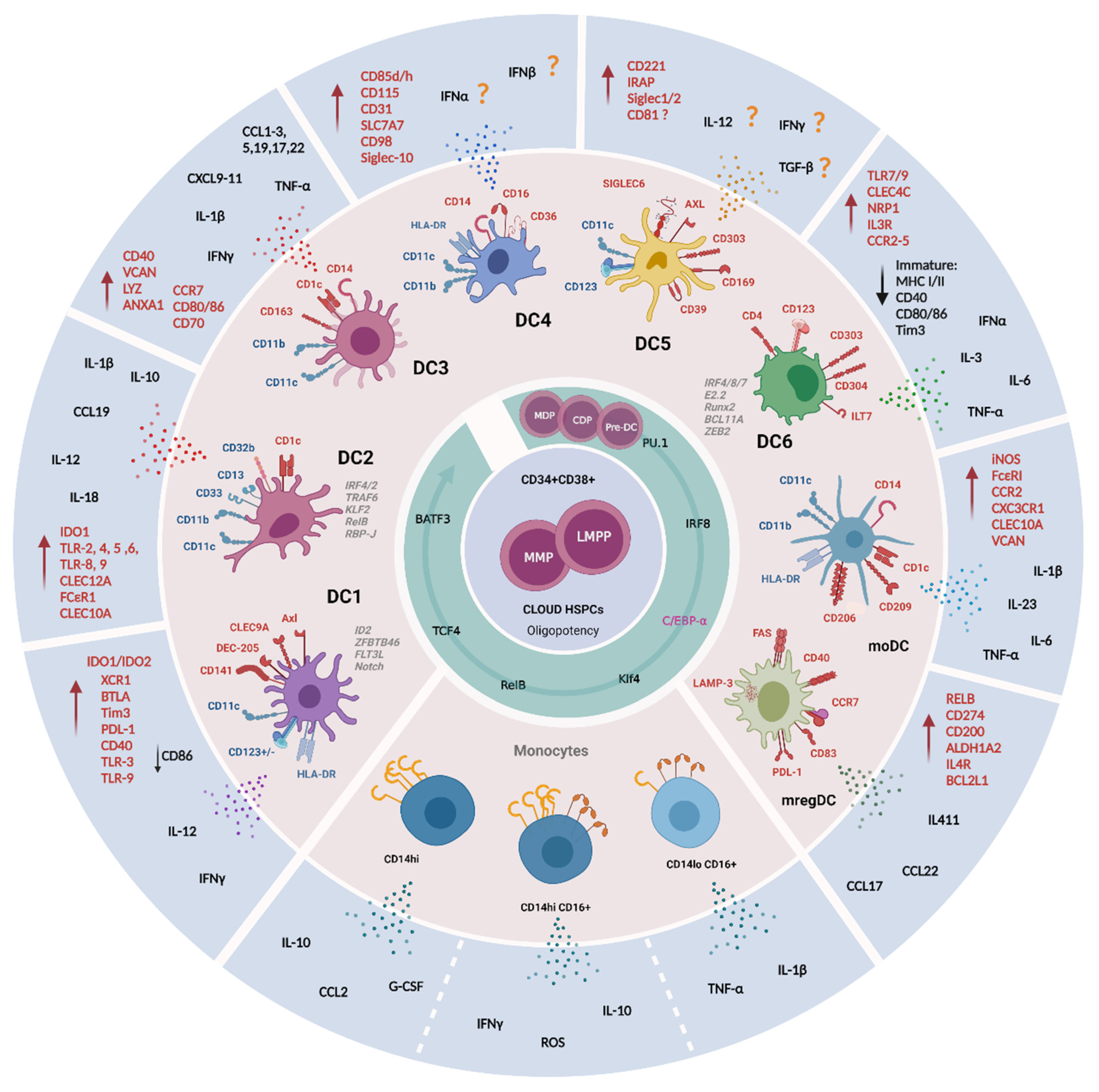 Cells | Free Full-Text | Dendritic Cells: The Long and Evolving Road  towards Successful Targetability in Cancer