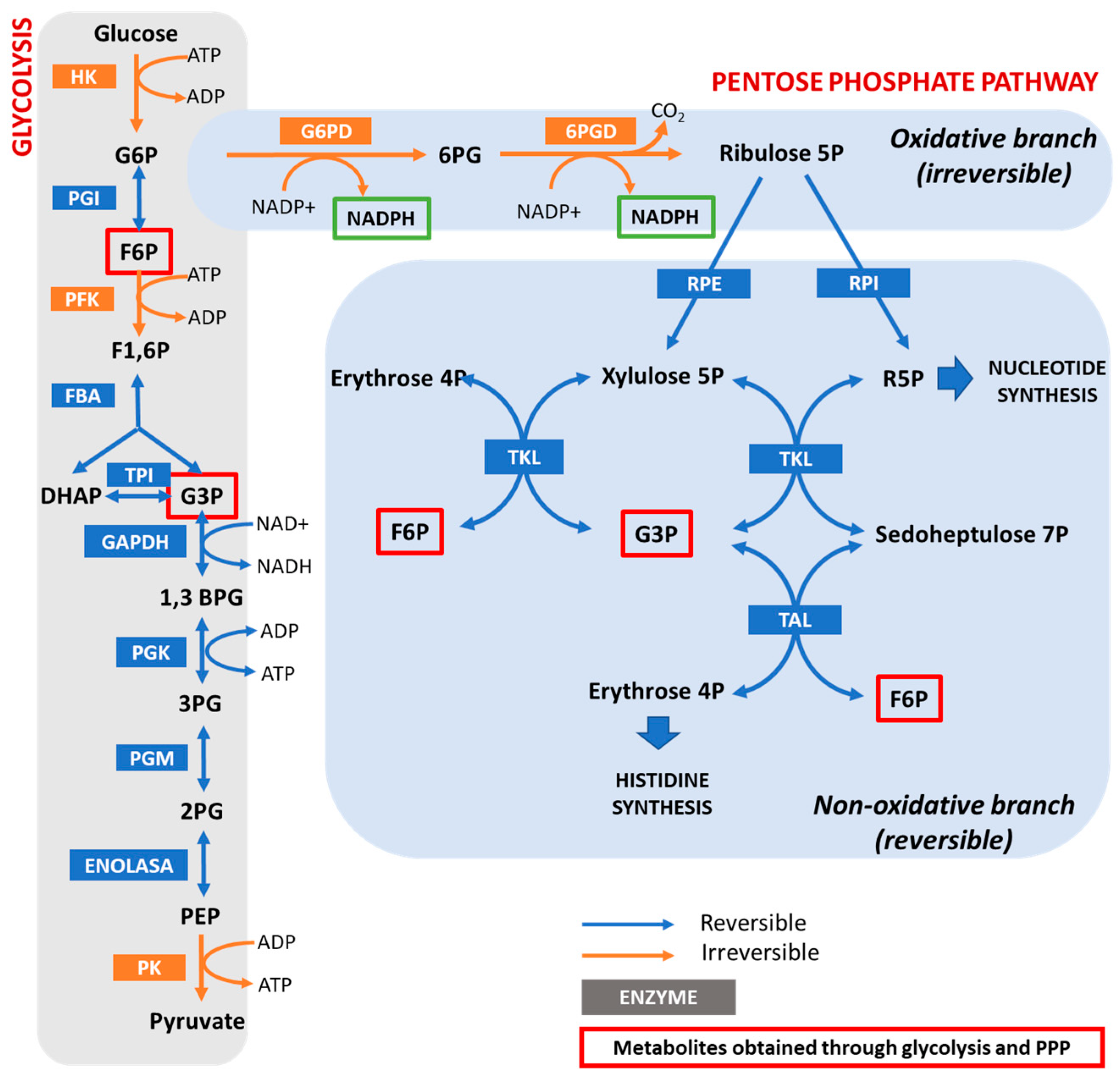 Cells 11 03041 g001 Cells 11 03041 g001