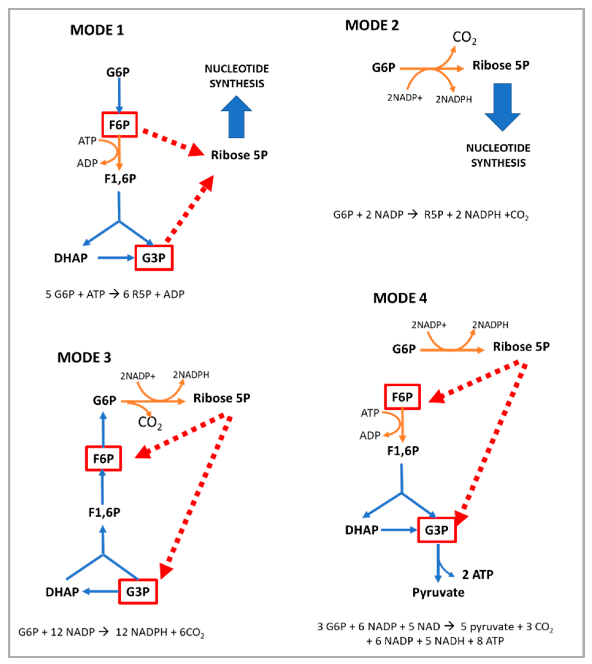 PDF) Evidence of myomiR regulation of the pentose phosphate pathway during  mechanical load‐induced hypertrophy