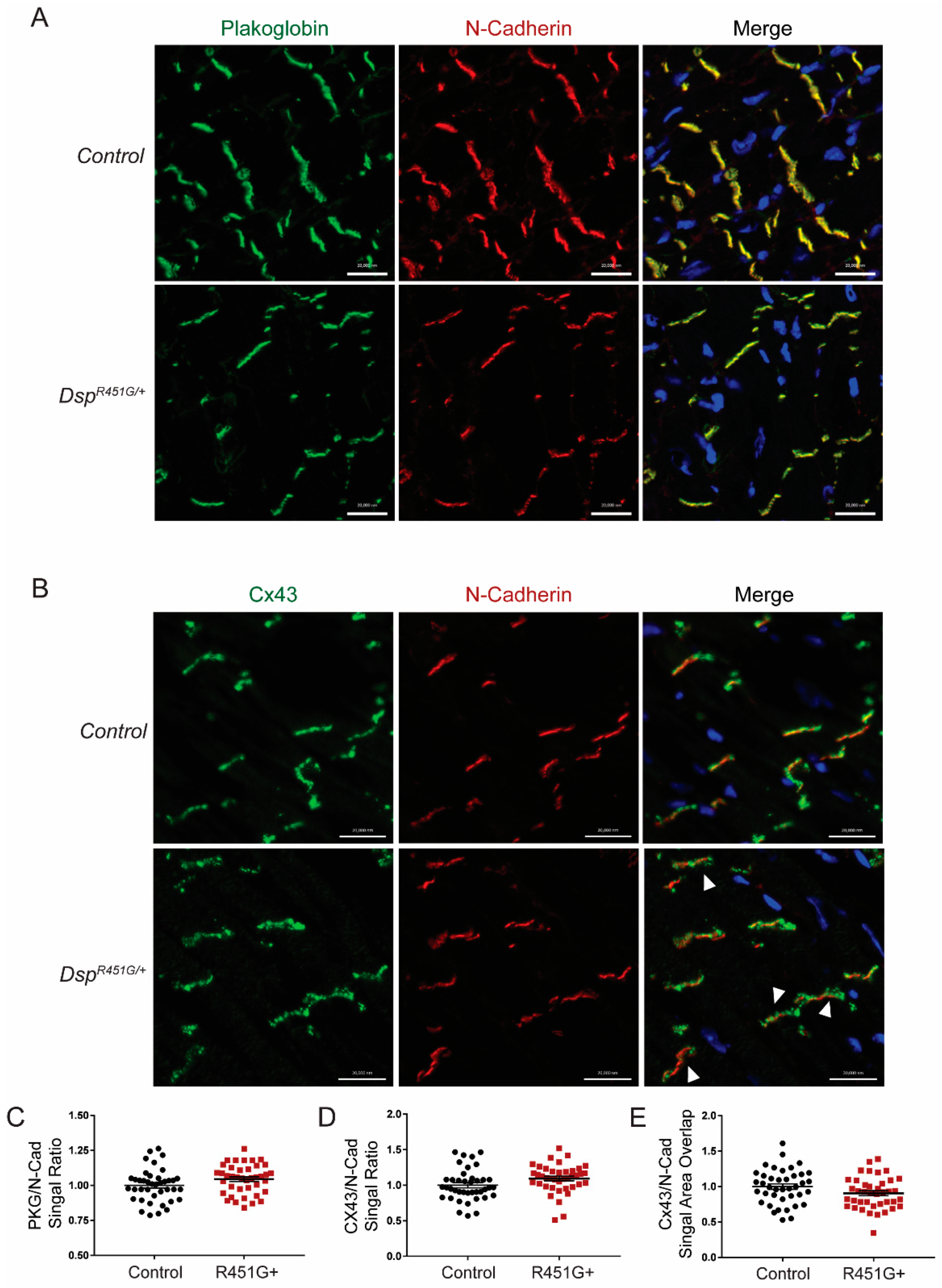 Cells 11 03049 g007 Cells 11 03049 g007