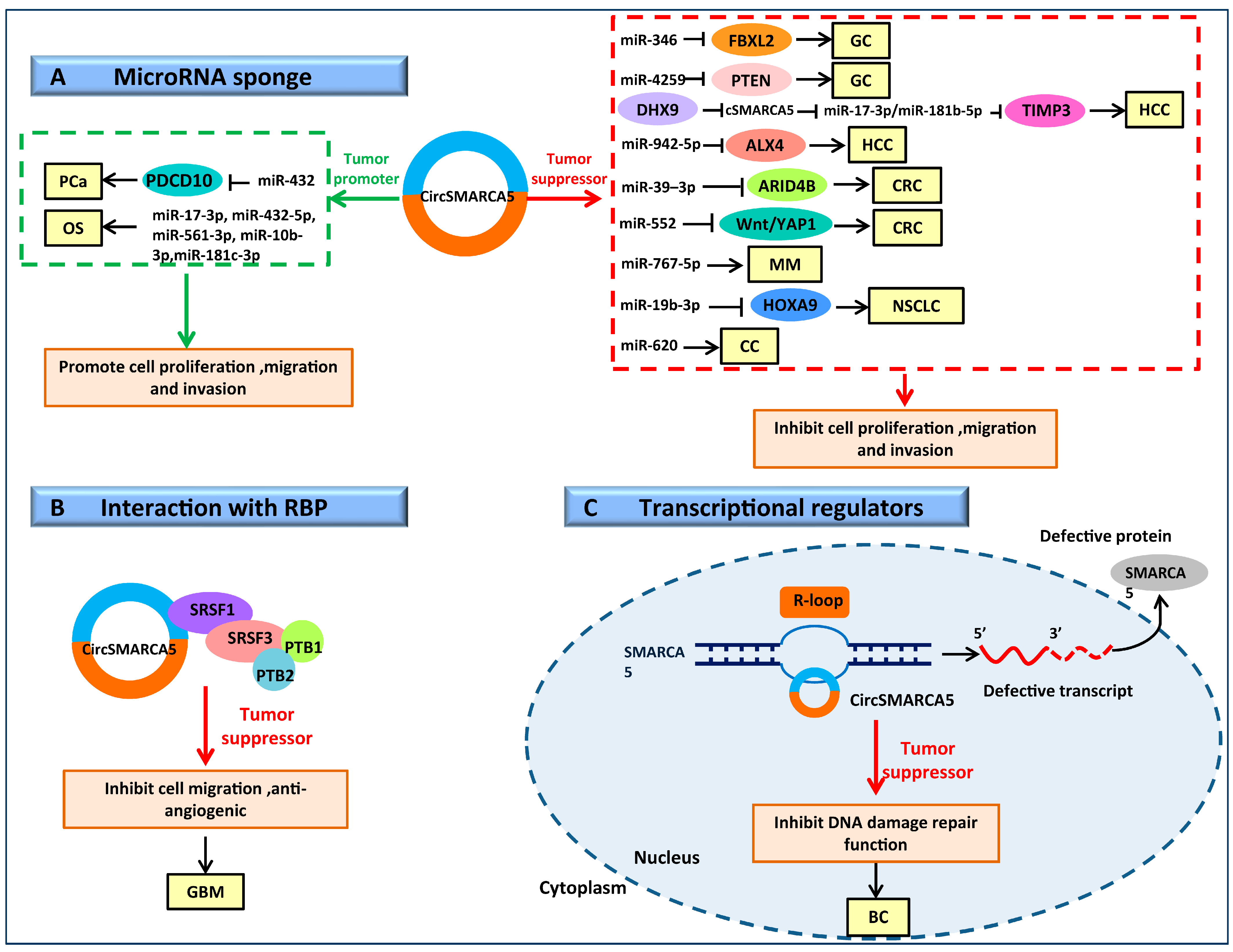 Cells | Free Full-Text | The Emerging Roles and Clinical Potential of ...