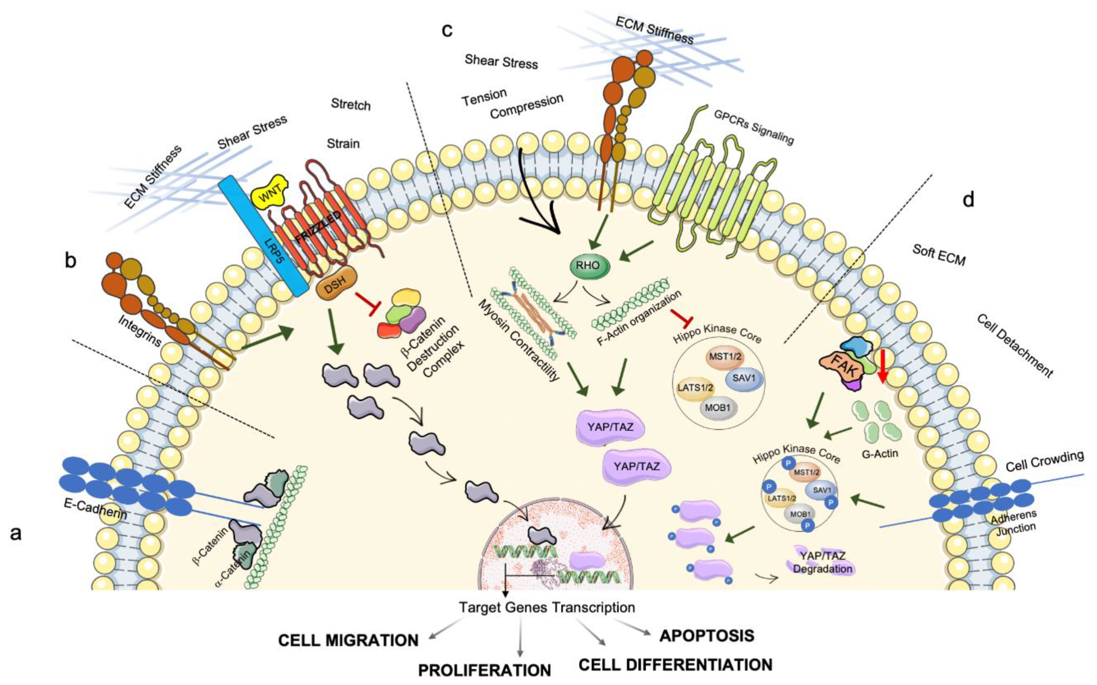 Cells 11 03093 g002 Cells 11 03093 g002