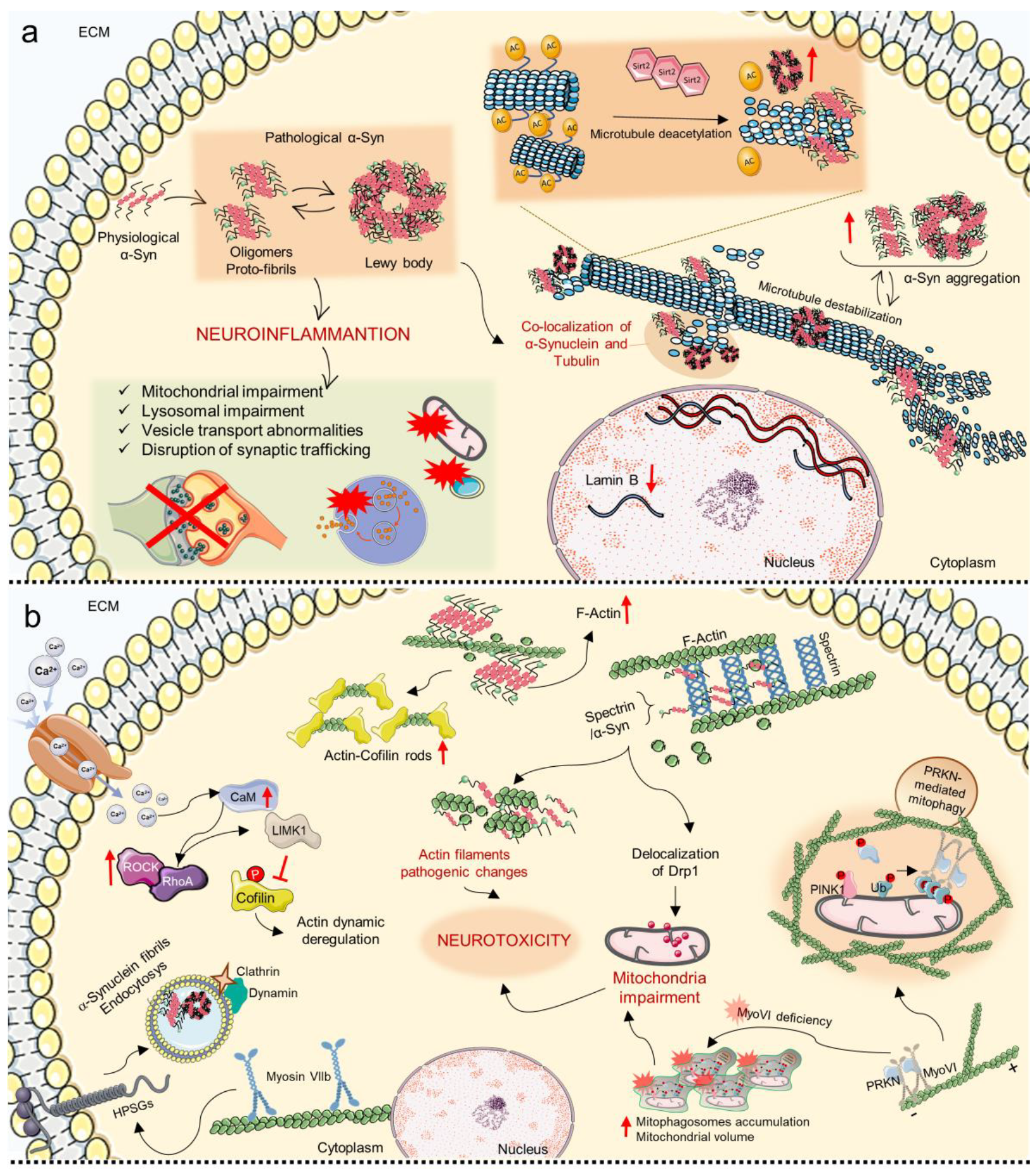 Cells 11 03093 g006 Cells 11 03093 g006