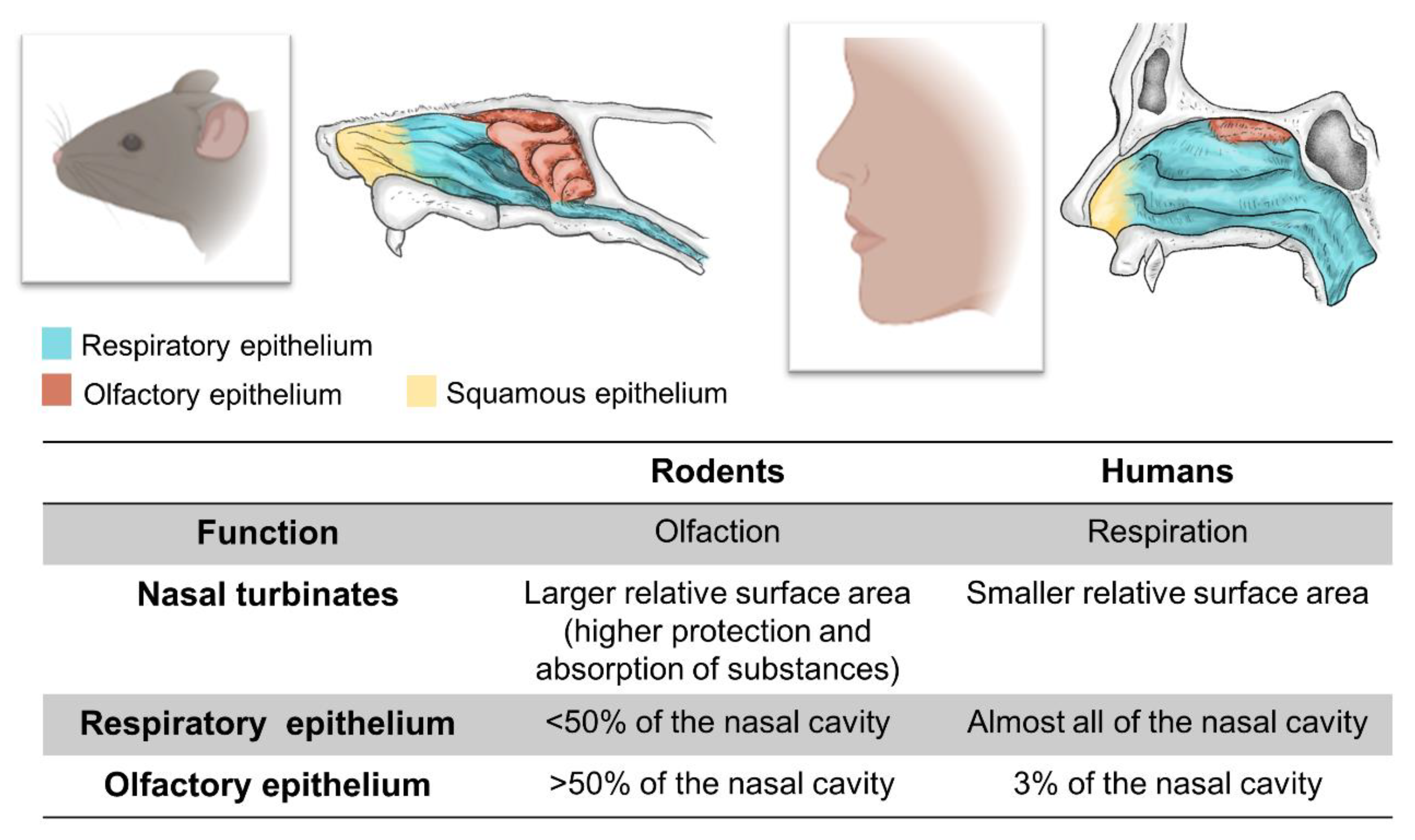 Cells 11 03095 g002 Cells 11 03095 g002