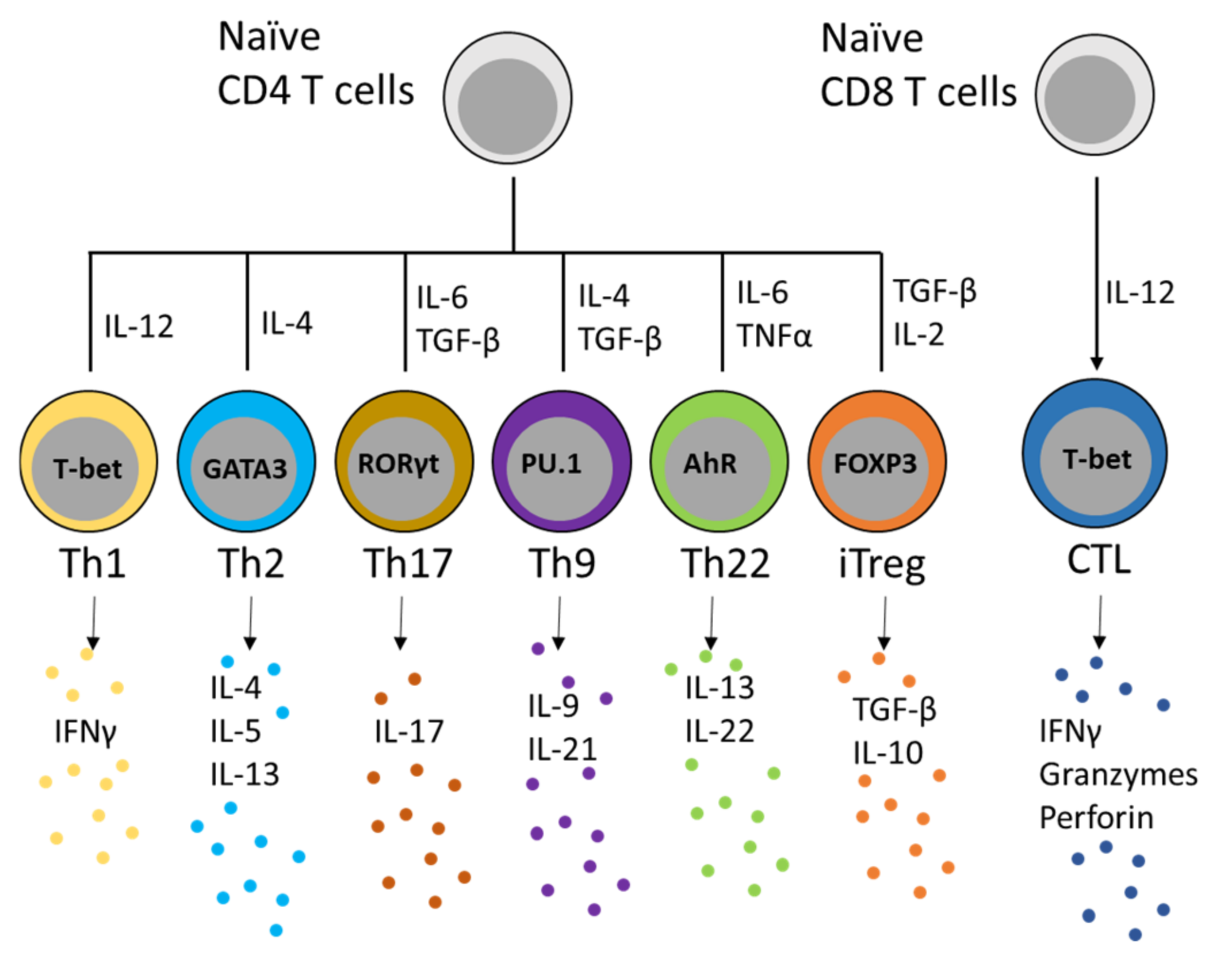 Cells 11 03116 g002 Cells 11 03116 g002